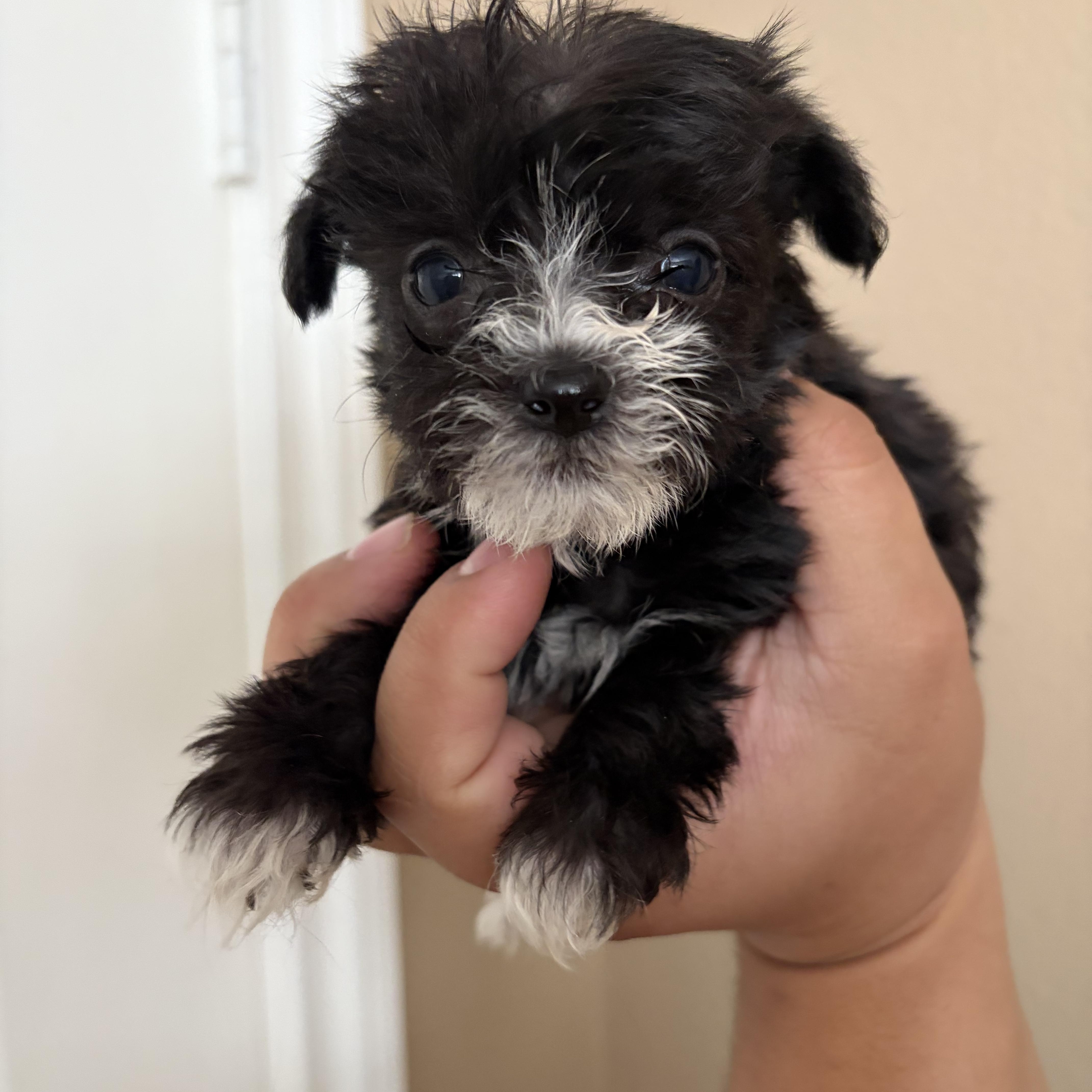 Sprout, Adoptable, Puppy Male Chihuahua & Poodle (Toy).