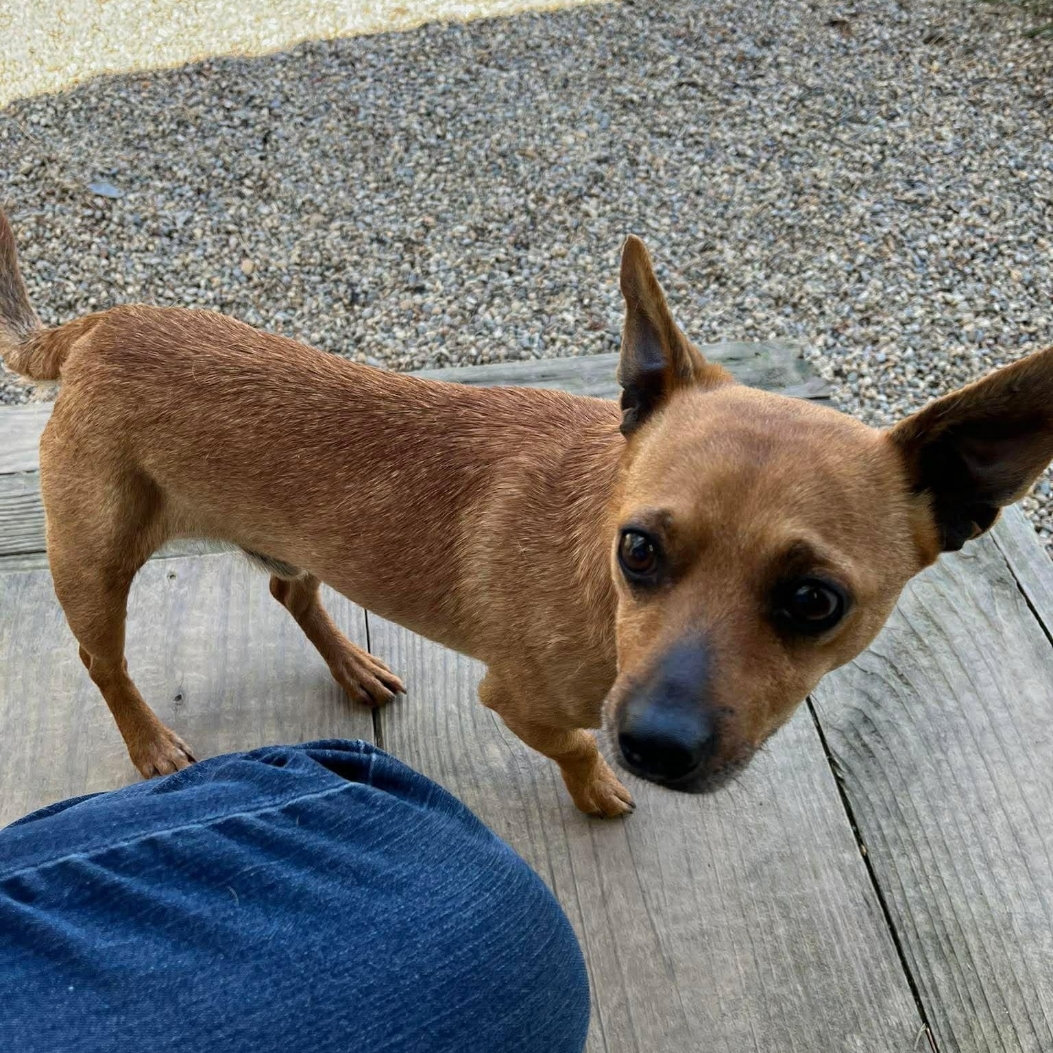 Enlarge Lenny, a ADOPTABLE mixed breed in Irvine, KY image 4/6