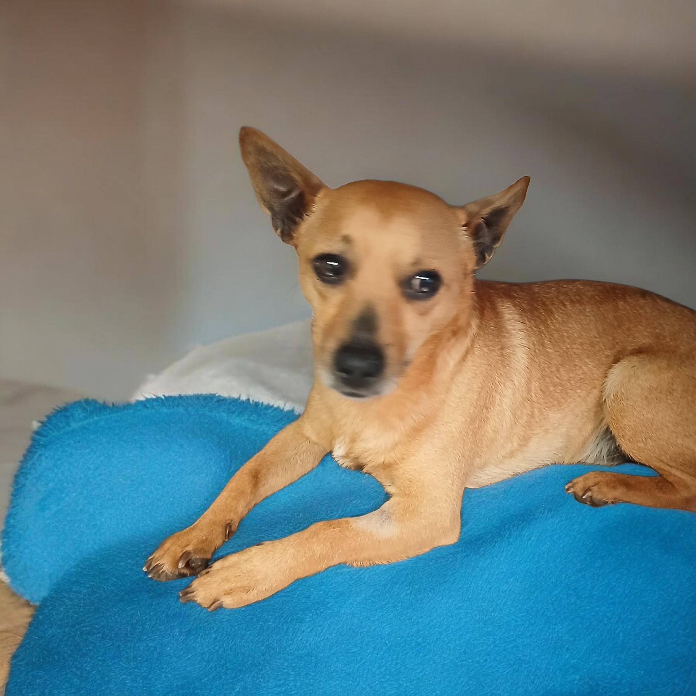 Enlarge Lenny, a ADOPTABLE mixed breed in Irvine, KY image 5/6