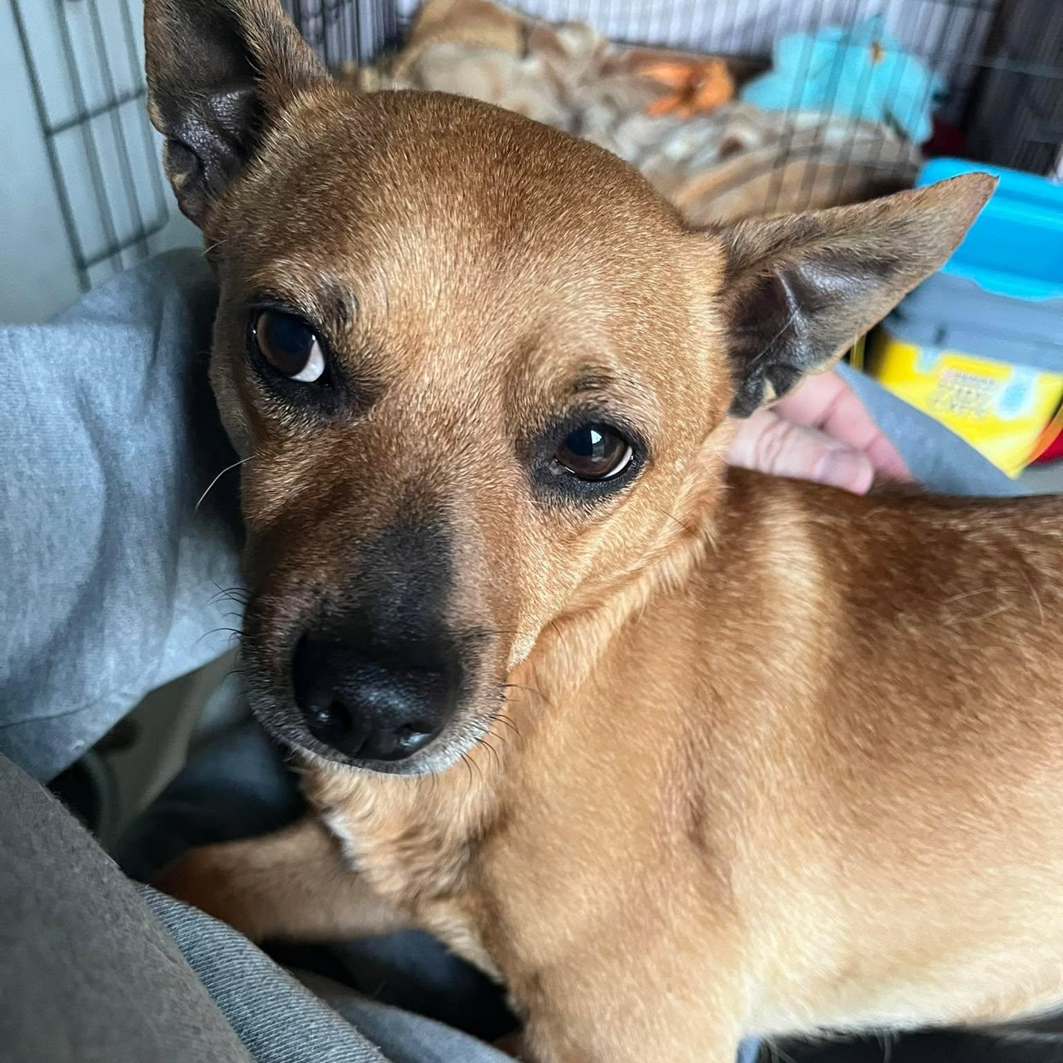 Enlarge Lenny, a ADOPTABLE mixed breed in Irvine, KY image 3/6