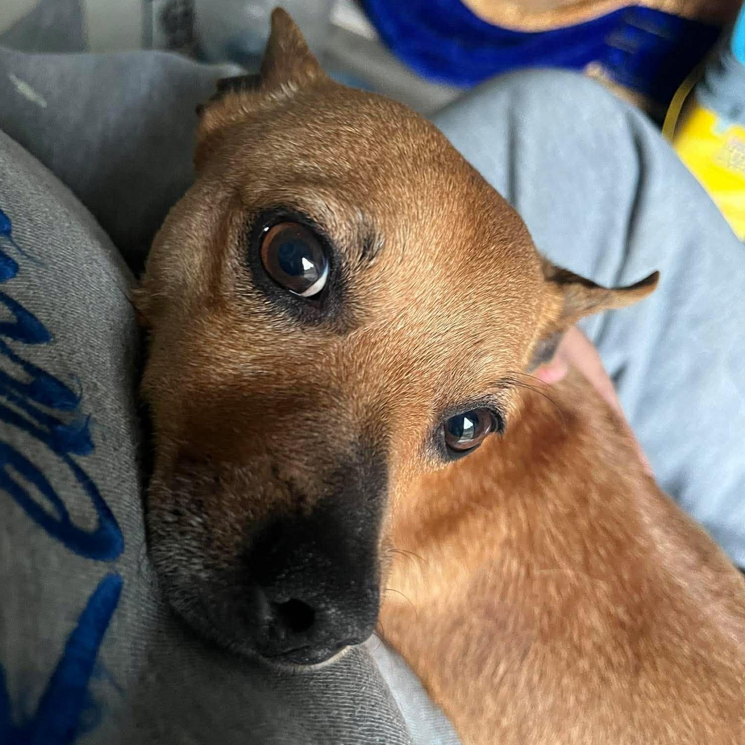 Enlarge Lenny, a ADOPTABLE mixed breed in Irvine, KY image 2/6