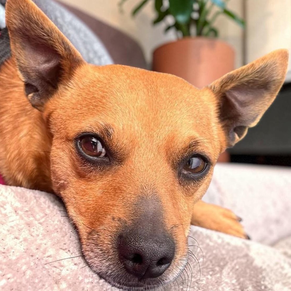 Enlarge Lenny, a ADOPTABLE mixed breed in Irvine, KY image 1/6