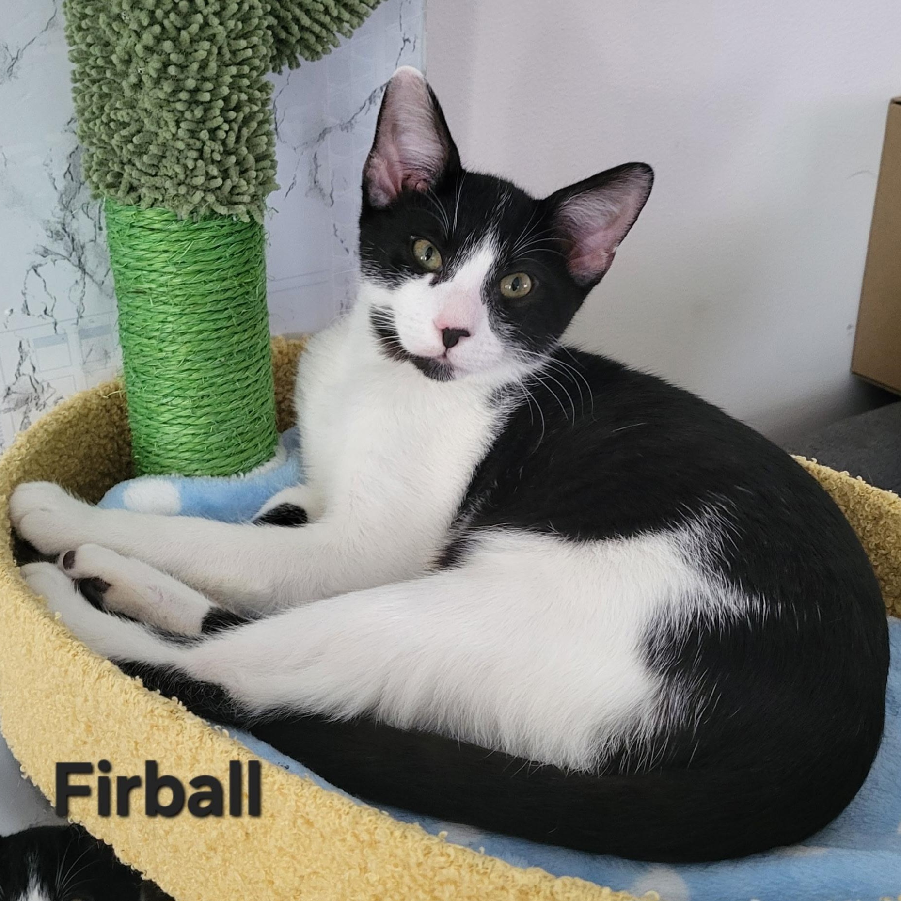 Enlarge Firball, a Adoptable Domestic Short Hair in Sewell, NJ image 2/2