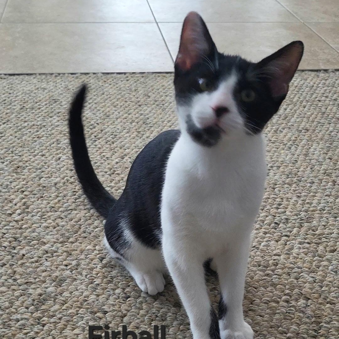 Firball, Adoptable, Kitten Male Domestic Short Hair.