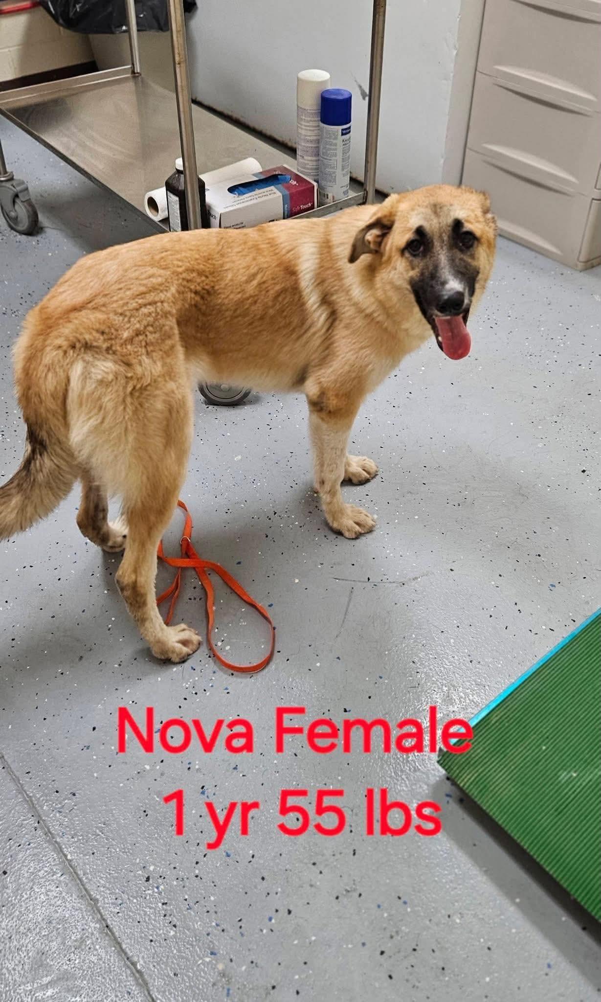 Enlarge nova, a ADOPTABLE mixed breed in Cary, NC image 1/1