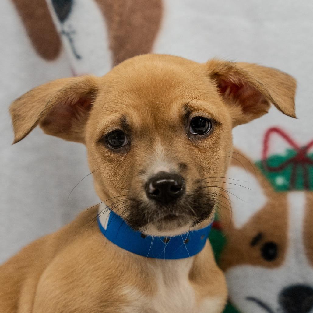Enlarge Phil, a Adoptable mixed breed in Pawling, NY image 1/6