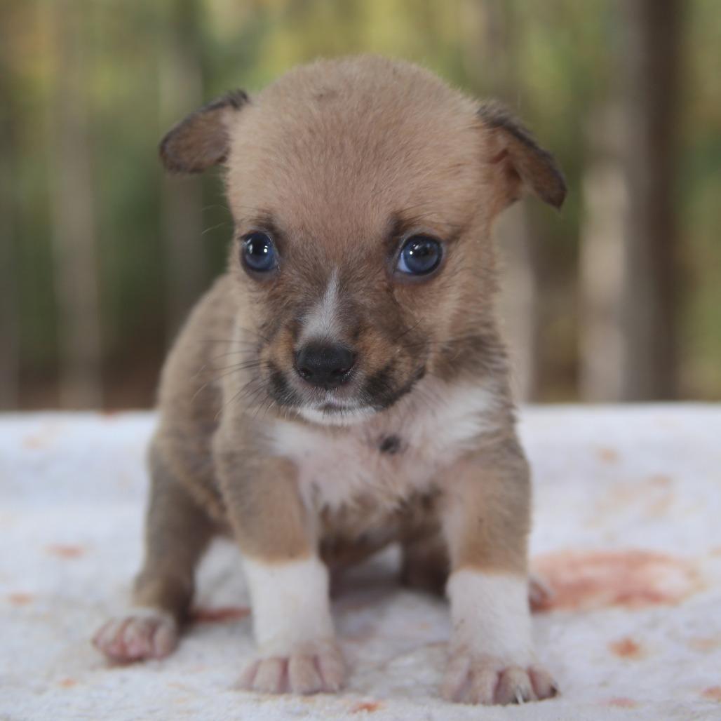 Enlarge Phil, a Adoptable mixed breed in Pawling, NY image 2/6