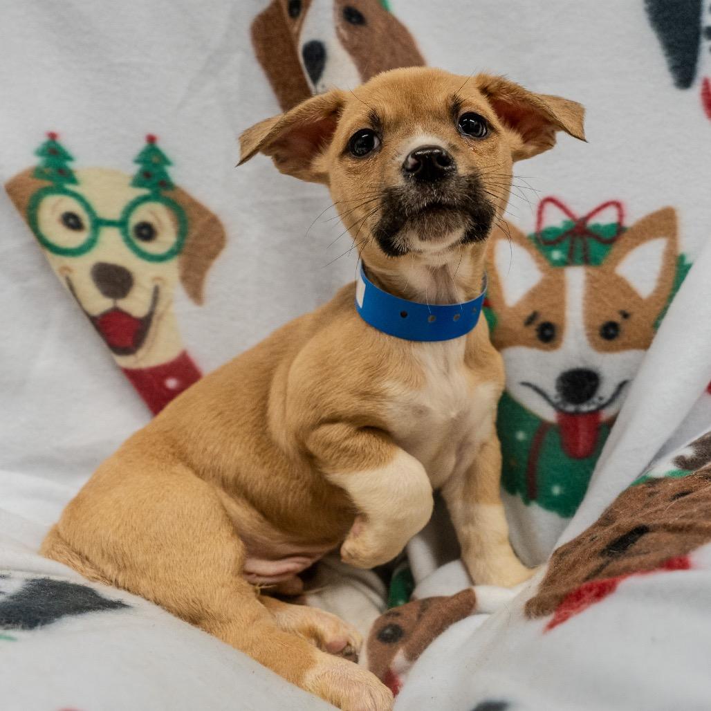 Enlarge Phil, a Adoptable mixed breed in Pawling, NY image 3/6