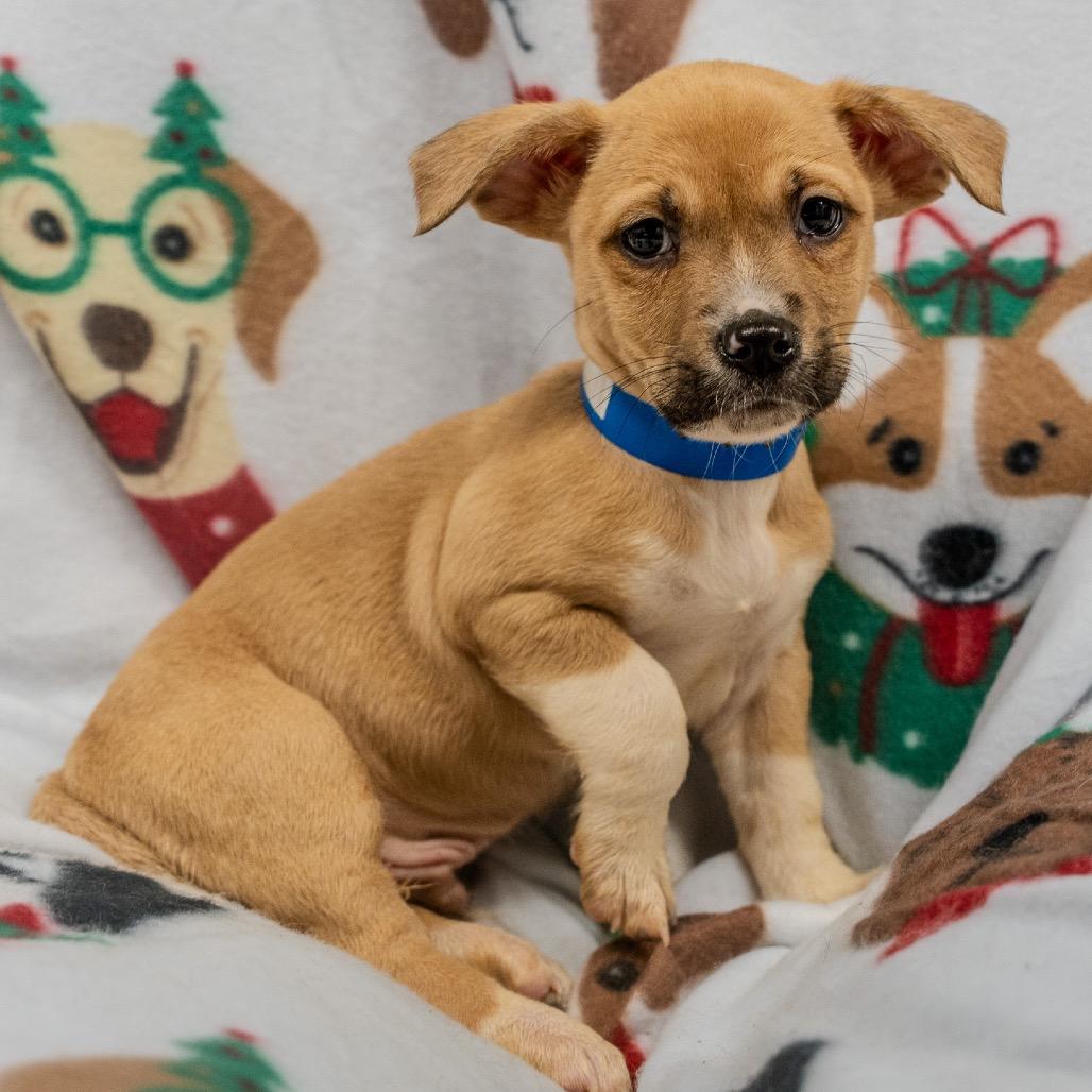 Enlarge Phil, a Adoptable mixed breed in Pawling, NY image 4/6