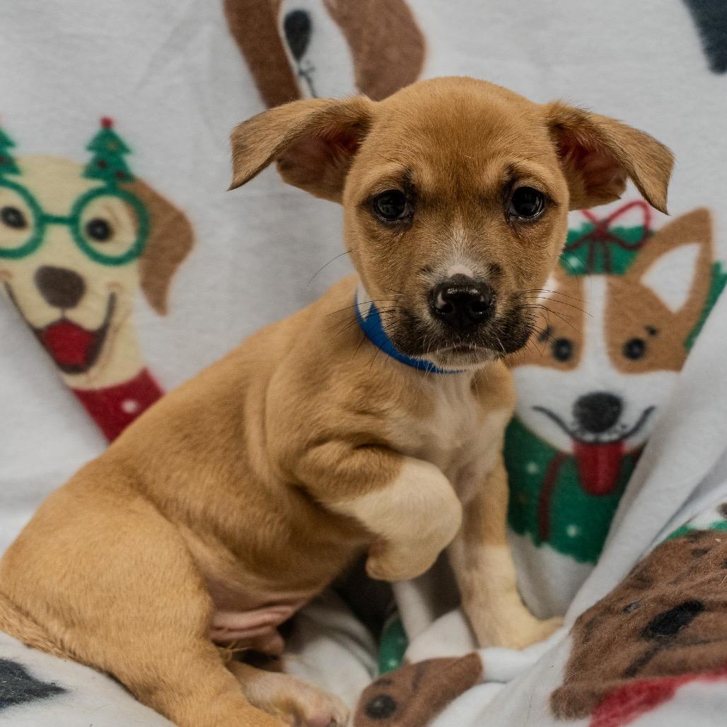 Enlarge Phil, a Adoptable mixed breed in Pawling, NY image 5/6