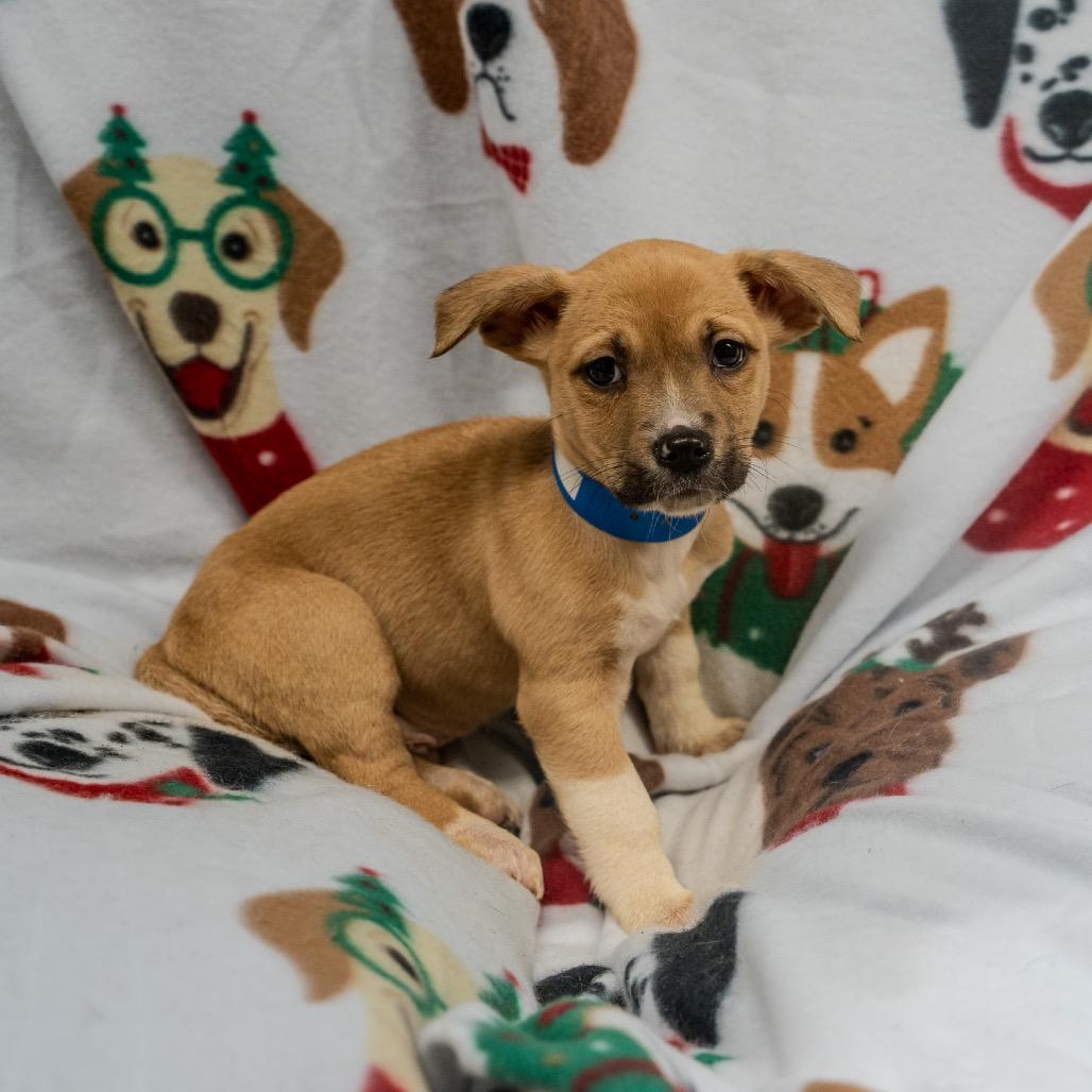 Enlarge Phil, a Adoptable mixed breed in Pawling, NY image 6/6