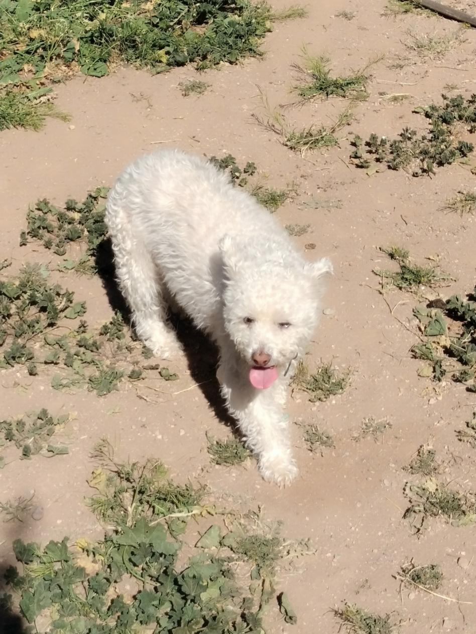 Molly, Adopted, Senior Female Maltese & Poodle.
