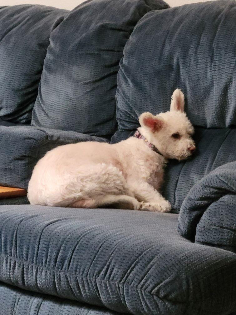 Enlarge Molly, a Adopted mixed breed in Phoenix, AZ image 2/3