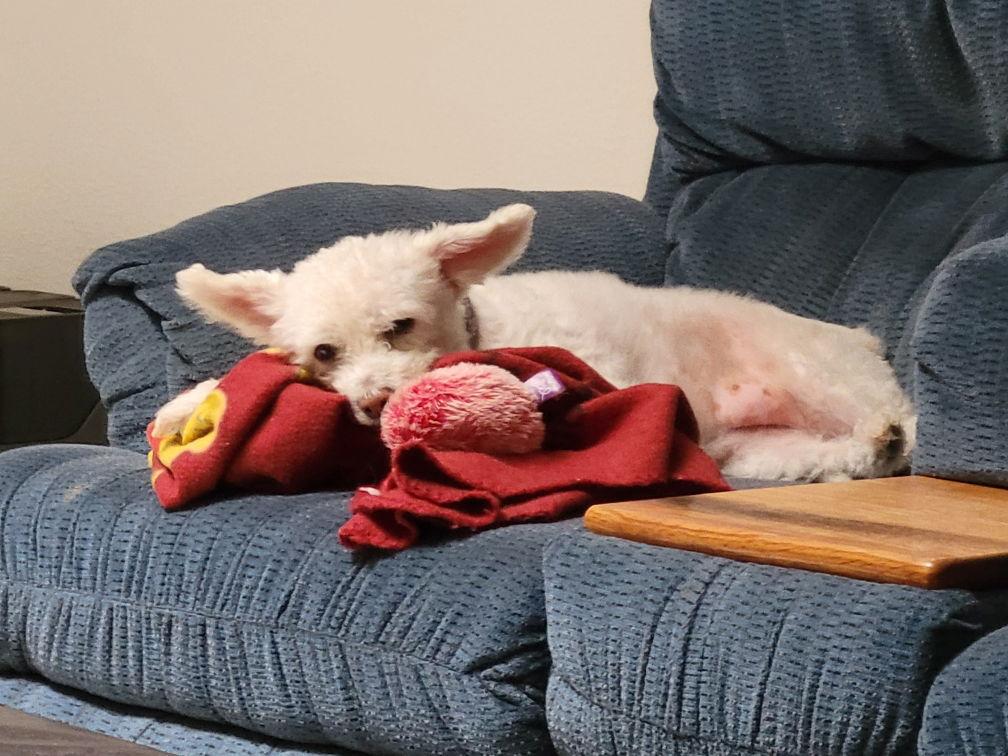 Enlarge Molly, a Adopted mixed breed in Phoenix, AZ image 3/3