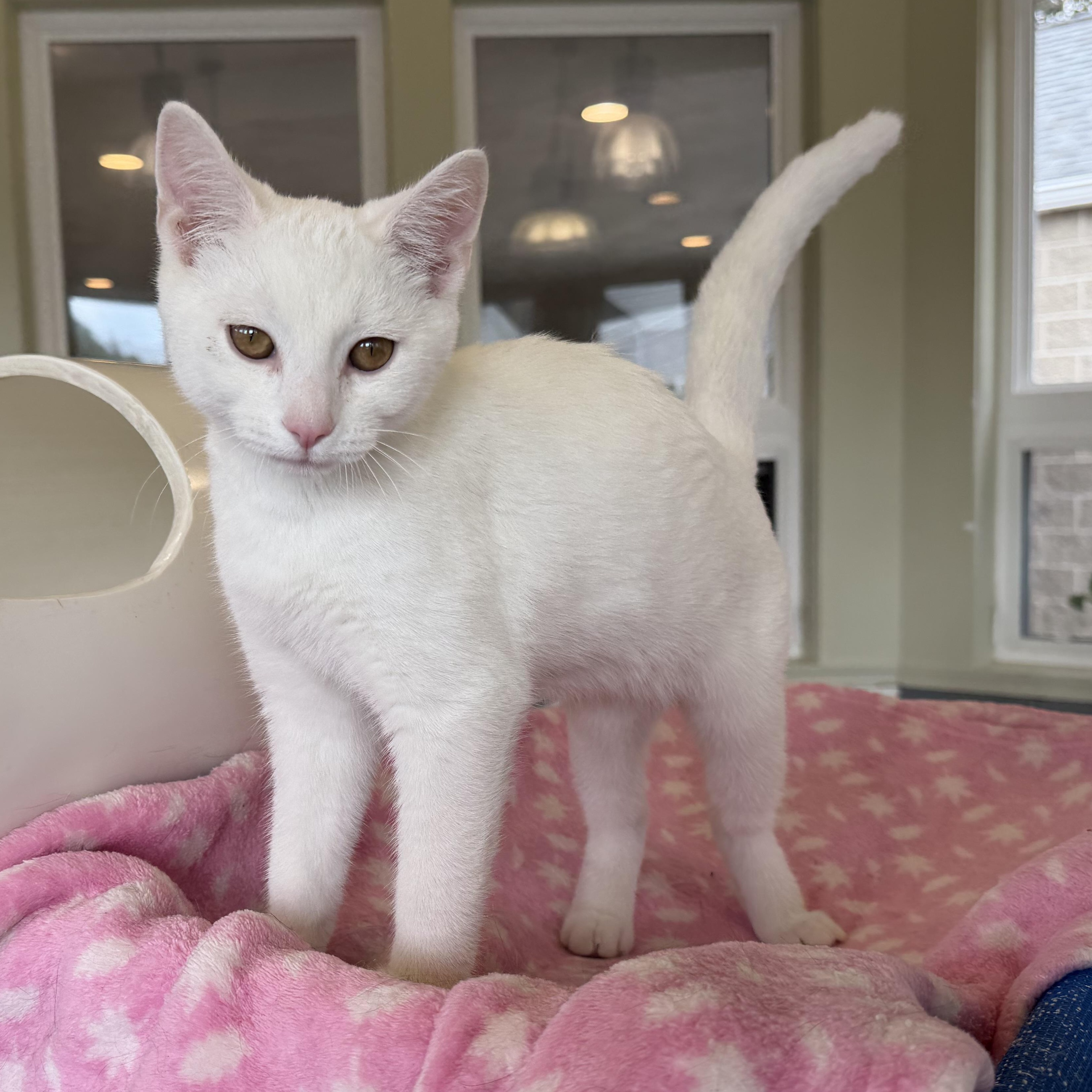 Carl Dean, Adopted, Kitten Male Domestic Short Hair.