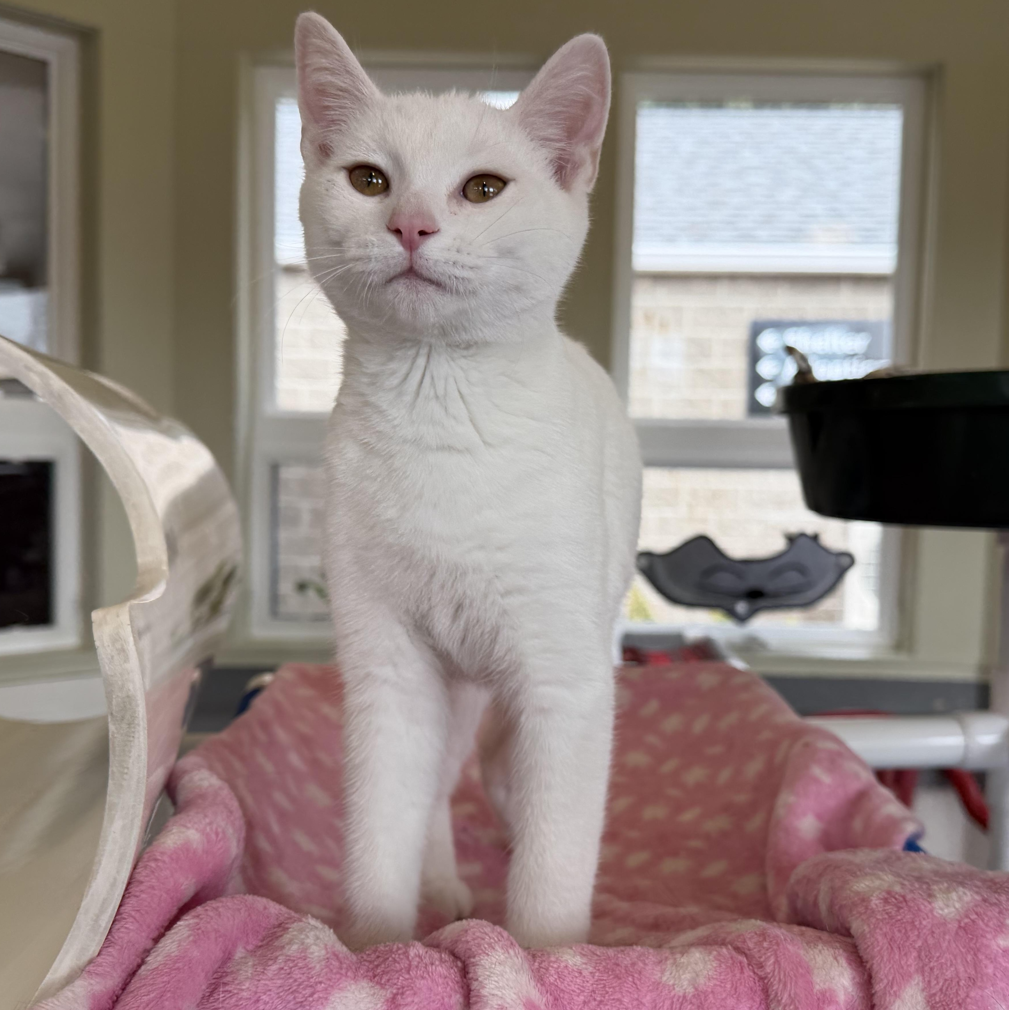 Enlarge Carl Dean, a Adopted mixed breed in Latrobe, PA image 2/5