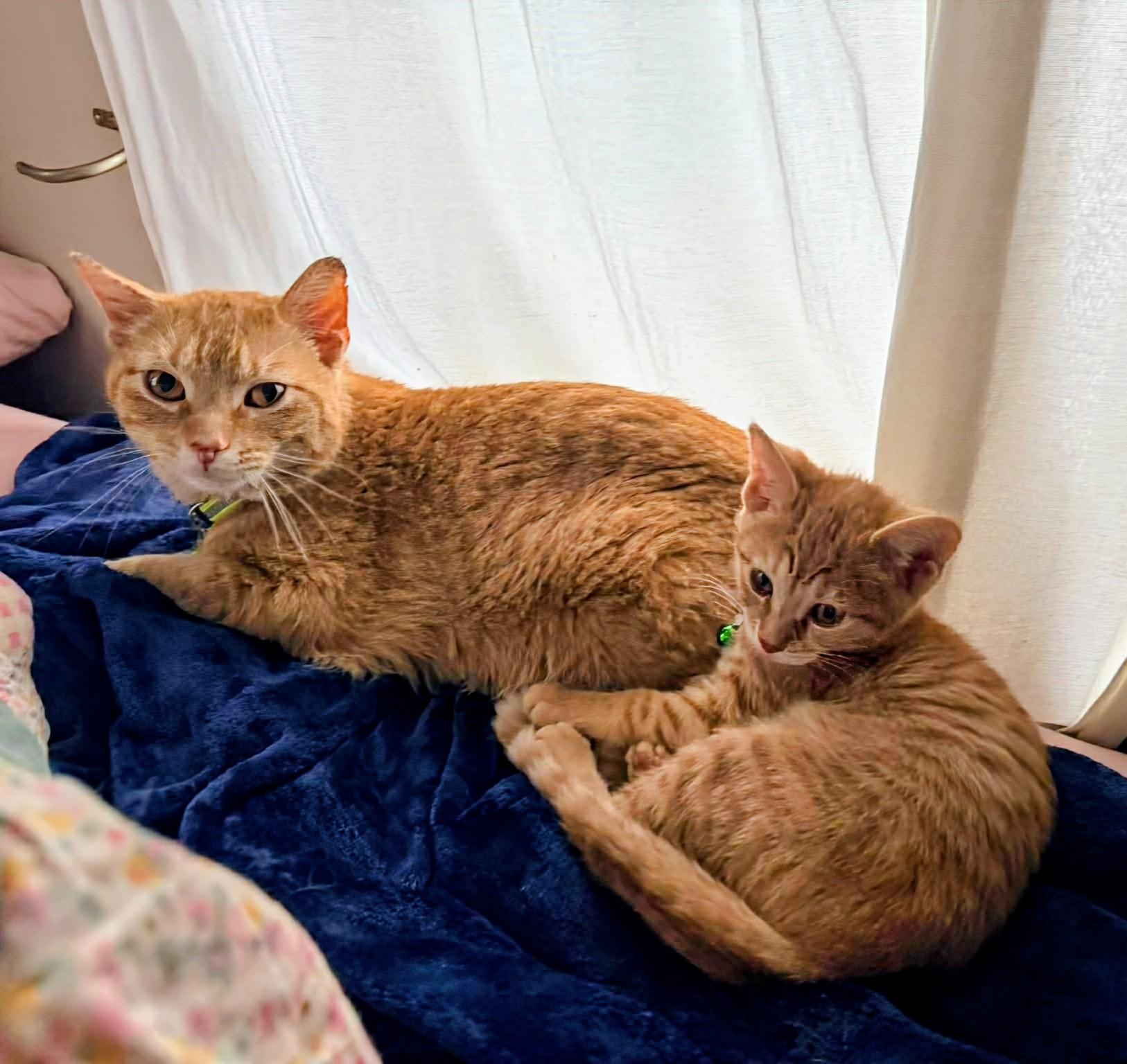 Enlarge Nacho, a ADOPTABLE Domestic Short Hair in Rochester , NY image 6/6
