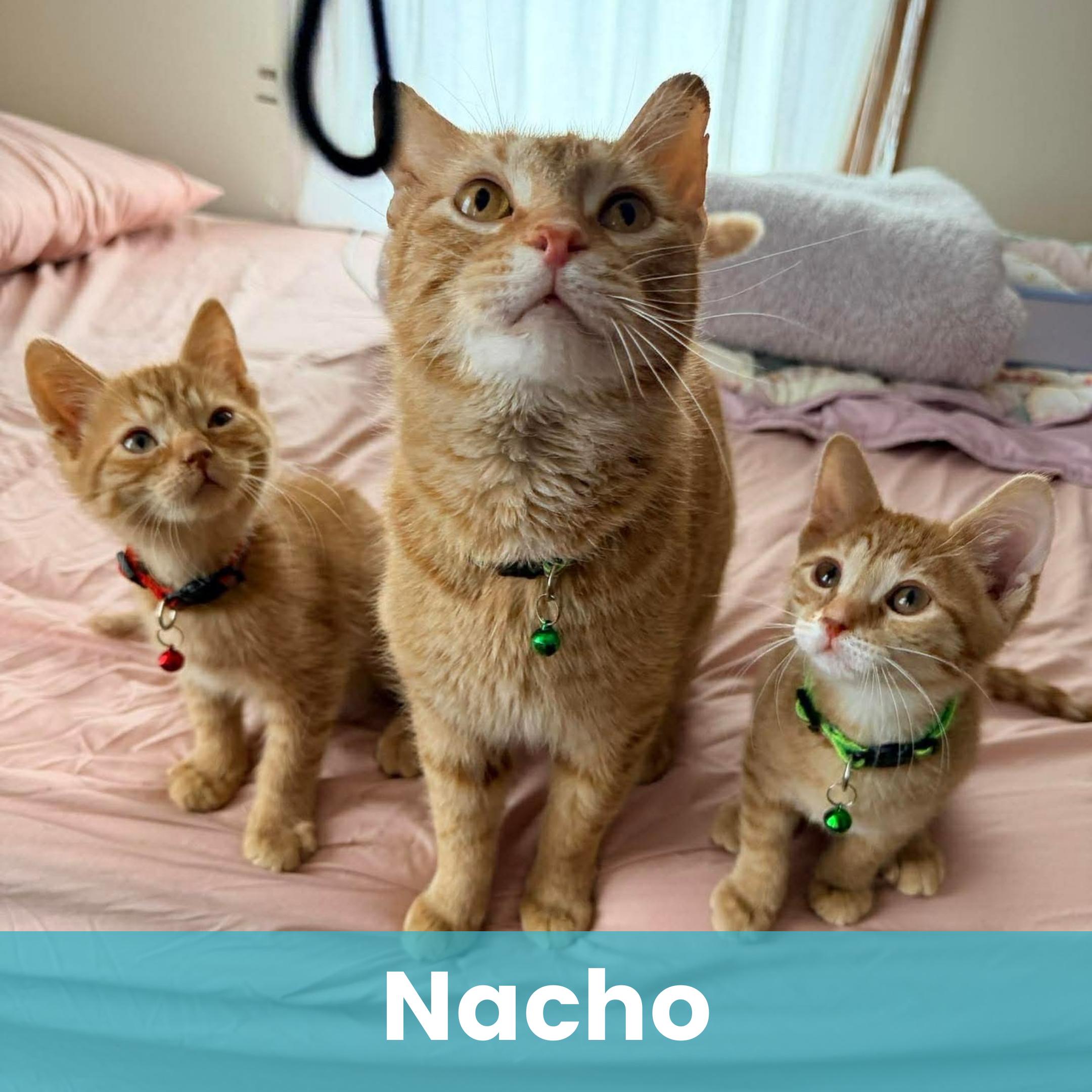 Enlarge Nacho, a ADOPTABLE Domestic Short Hair in Rochester , NY image 1/6