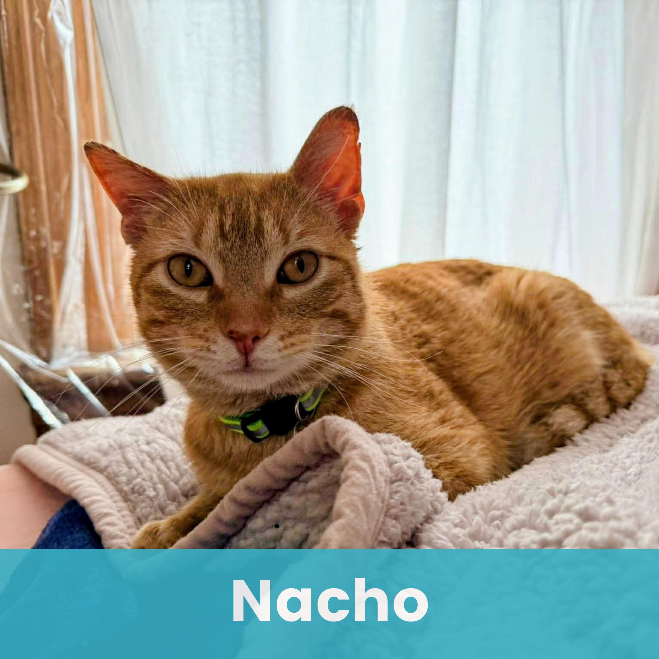 Enlarge Nacho, a ADOPTABLE Domestic Short Hair in Rochester , NY image 2/6
