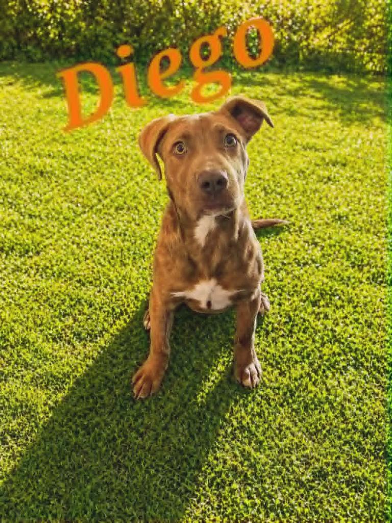 Enlarge Diego, a Adoptable mixed breed in Livingston, LA image 1/2