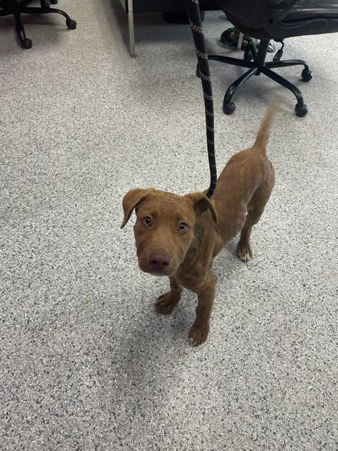 Enlarge Diego, a Adoptable mixed breed in Livingston, LA image 2/2