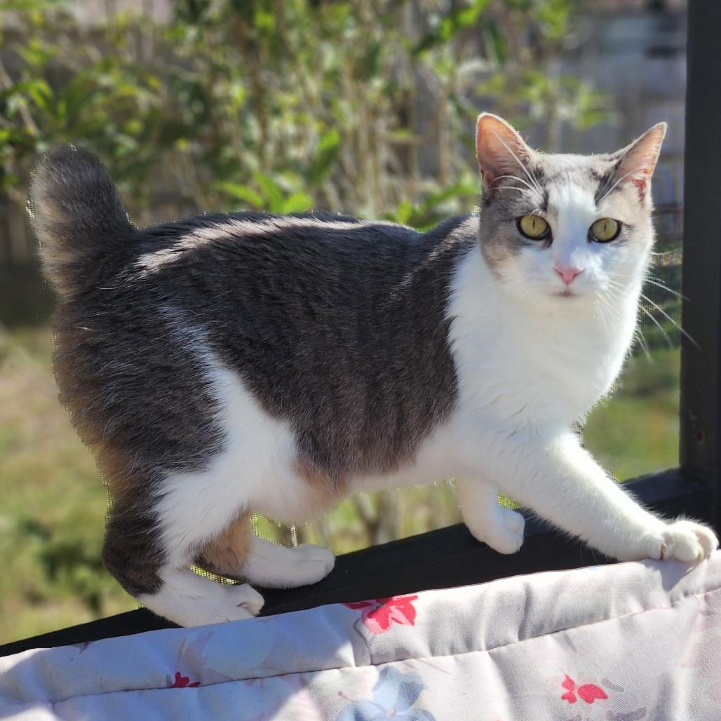 Minnie Manx, Adoptable, Adult Female Domestic Short Hair.