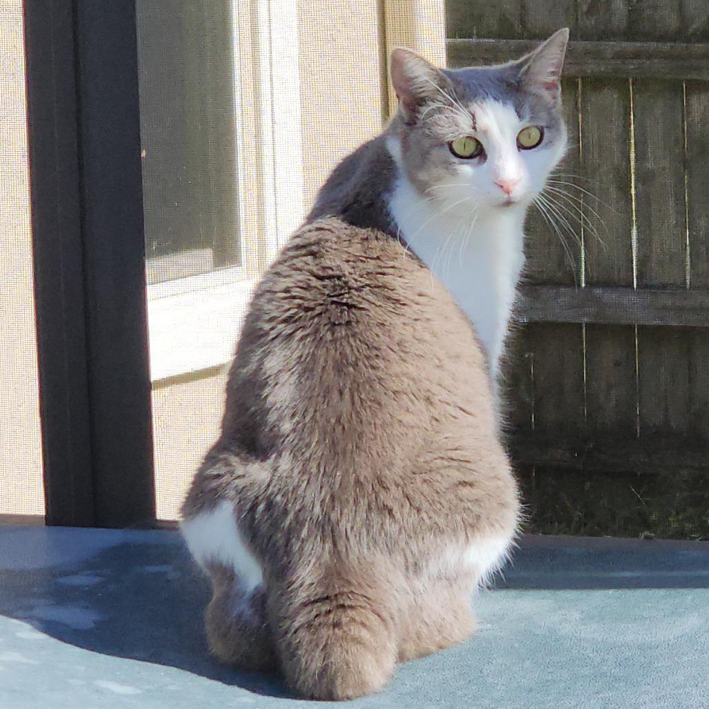 Minnie Manx, Adoptable, Adult Female Domestic Short Hair.