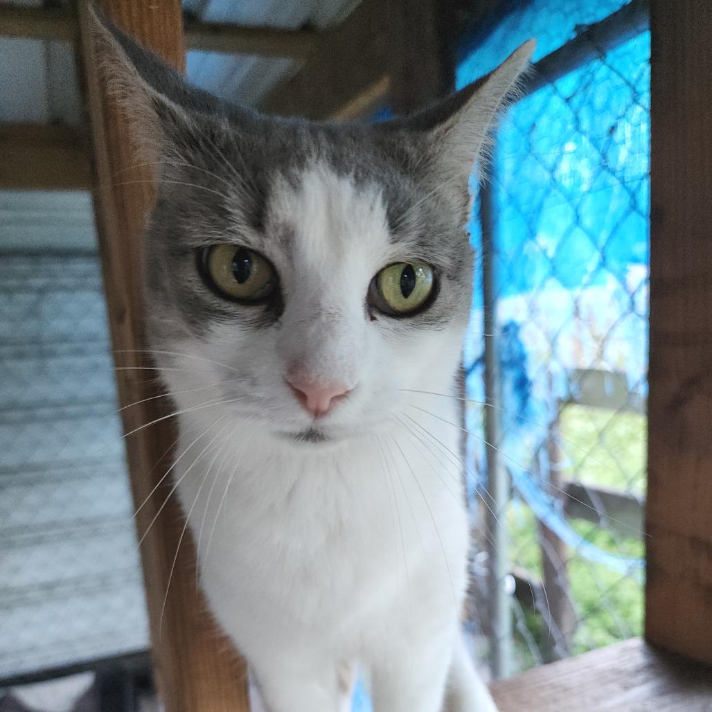 Enlarge Minnie Manx, a Adoptable Domestic Short Hair in Williston, FL image 4/6