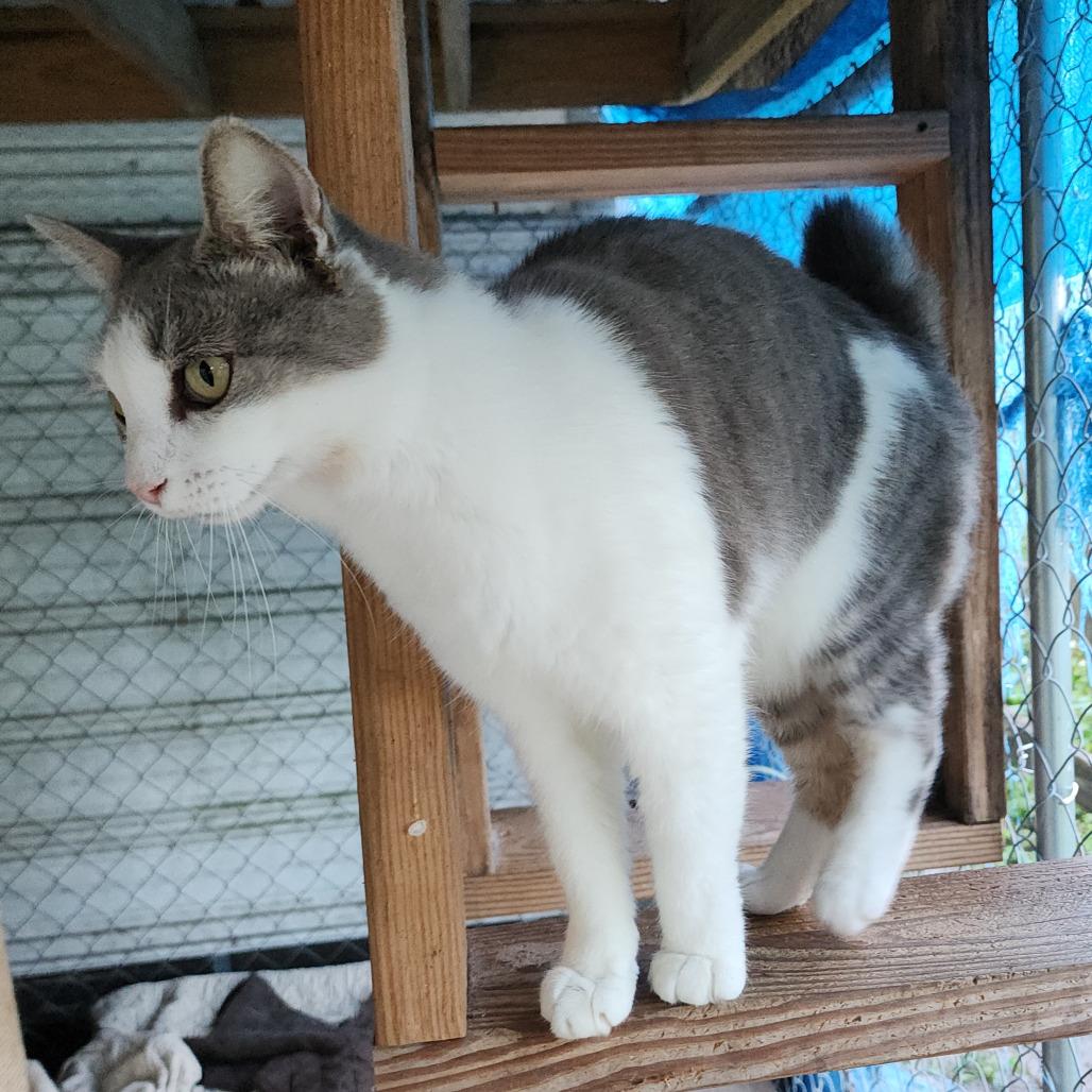 Enlarge Minnie Manx, a Adoptable Domestic Short Hair in Williston, FL image 5/6