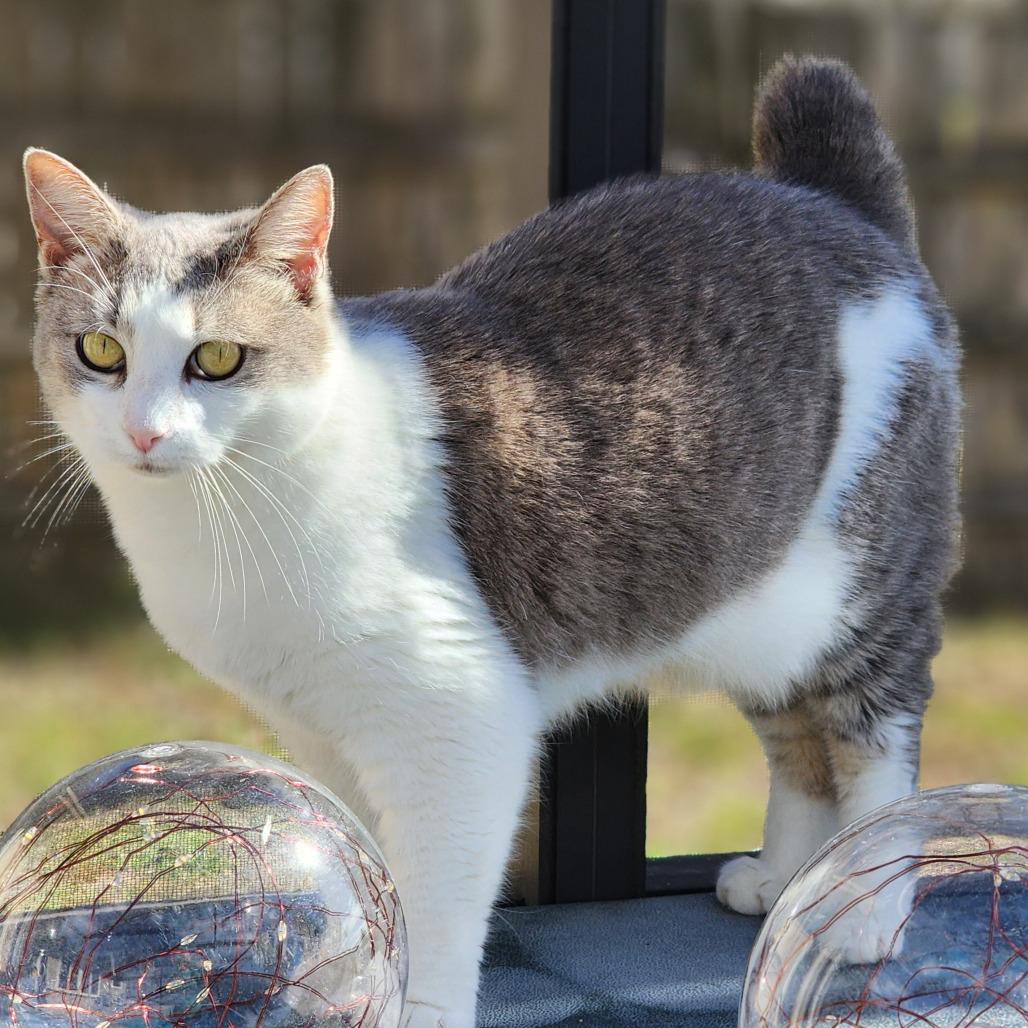 Enlarge Minnie Manx, a Adoptable Domestic Short Hair in Williston, FL image 6/6