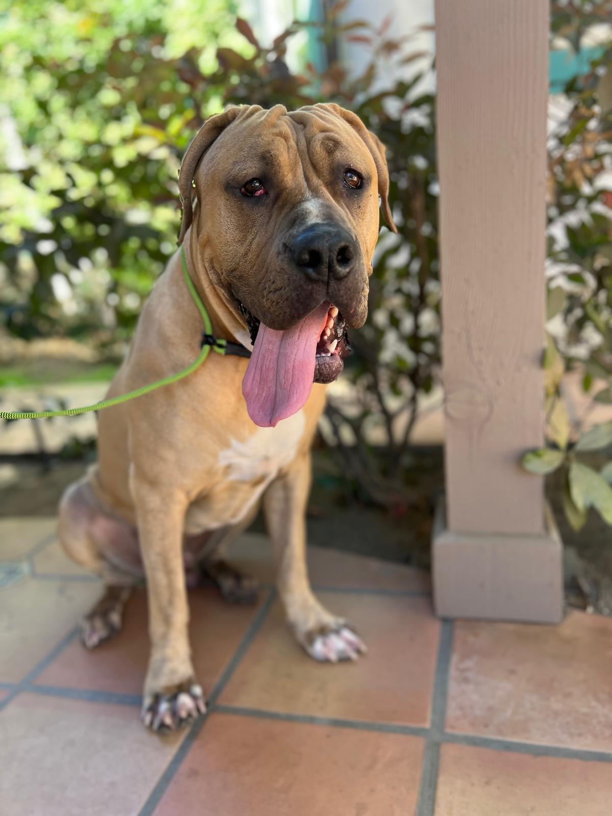 Velvet, ADOPTABLE, Young Male Cane Corso.