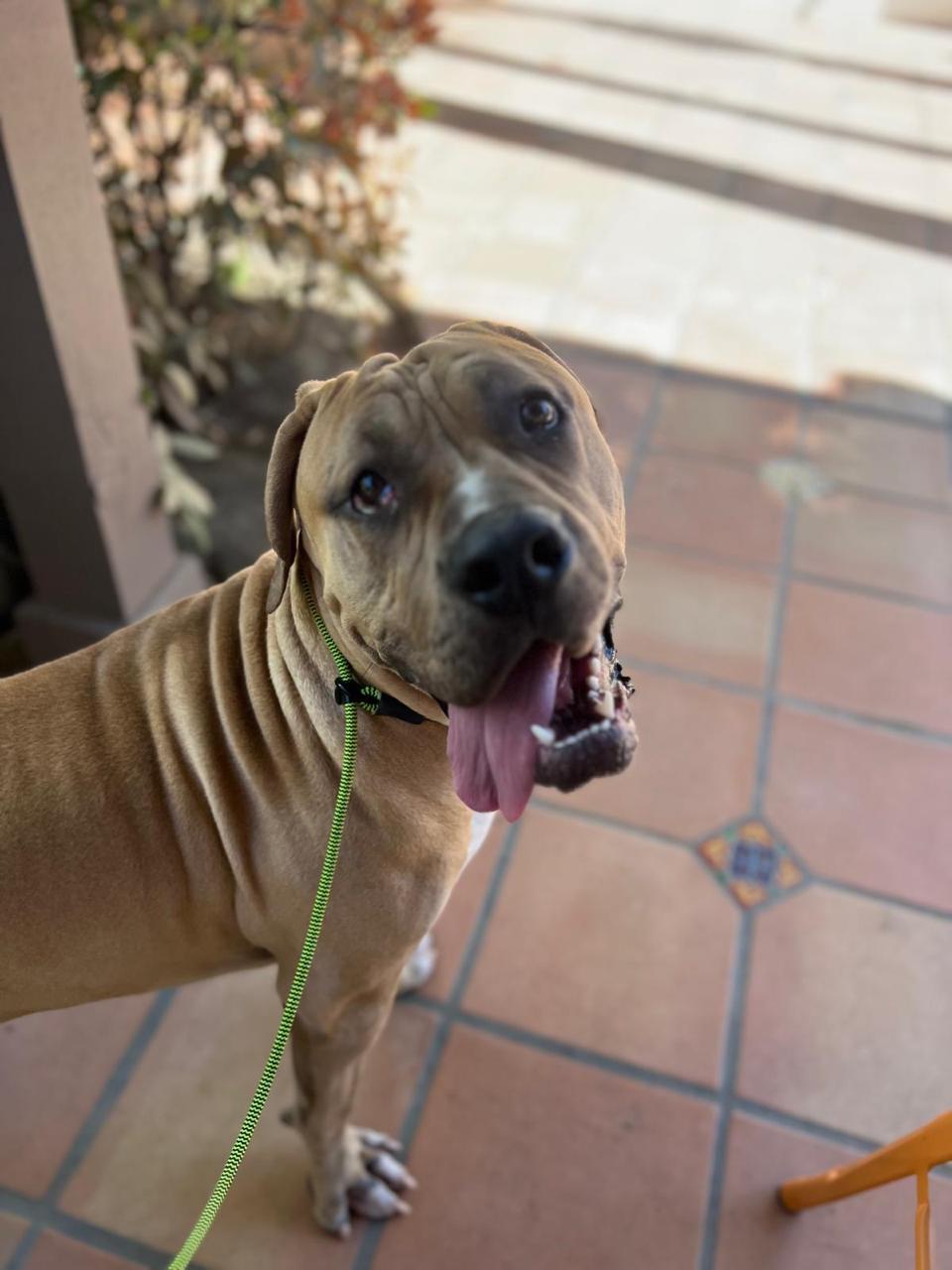 Enlarge Velvet, an adopted Cane Corso in Los Angeles, CA image 3/6