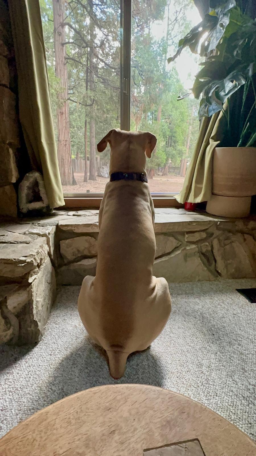 Enlarge Velvet, an adopted Cane Corso in Los Angeles, CA image 4/6