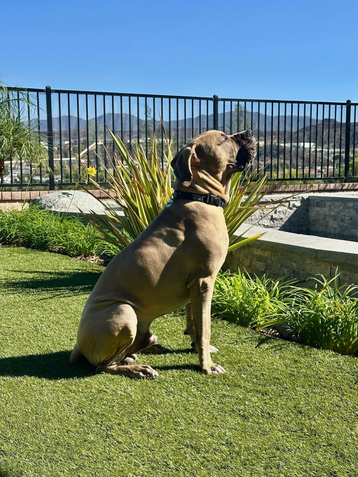 Enlarge Velvet, an adopted Cane Corso in Los Angeles, CA image 5/6