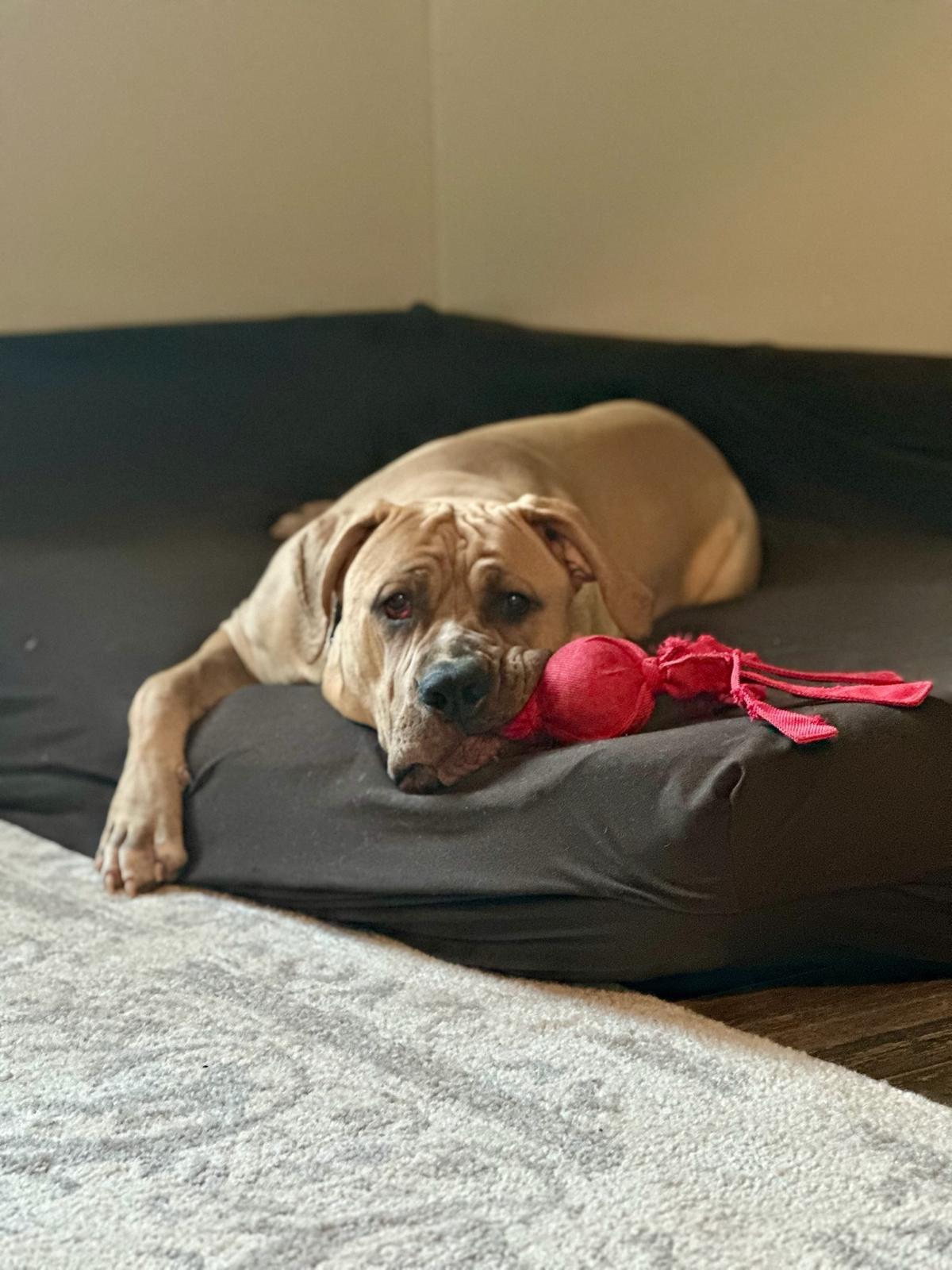 Enlarge Velvet, an adopted Cane Corso in Los Angeles, CA image 6/6
