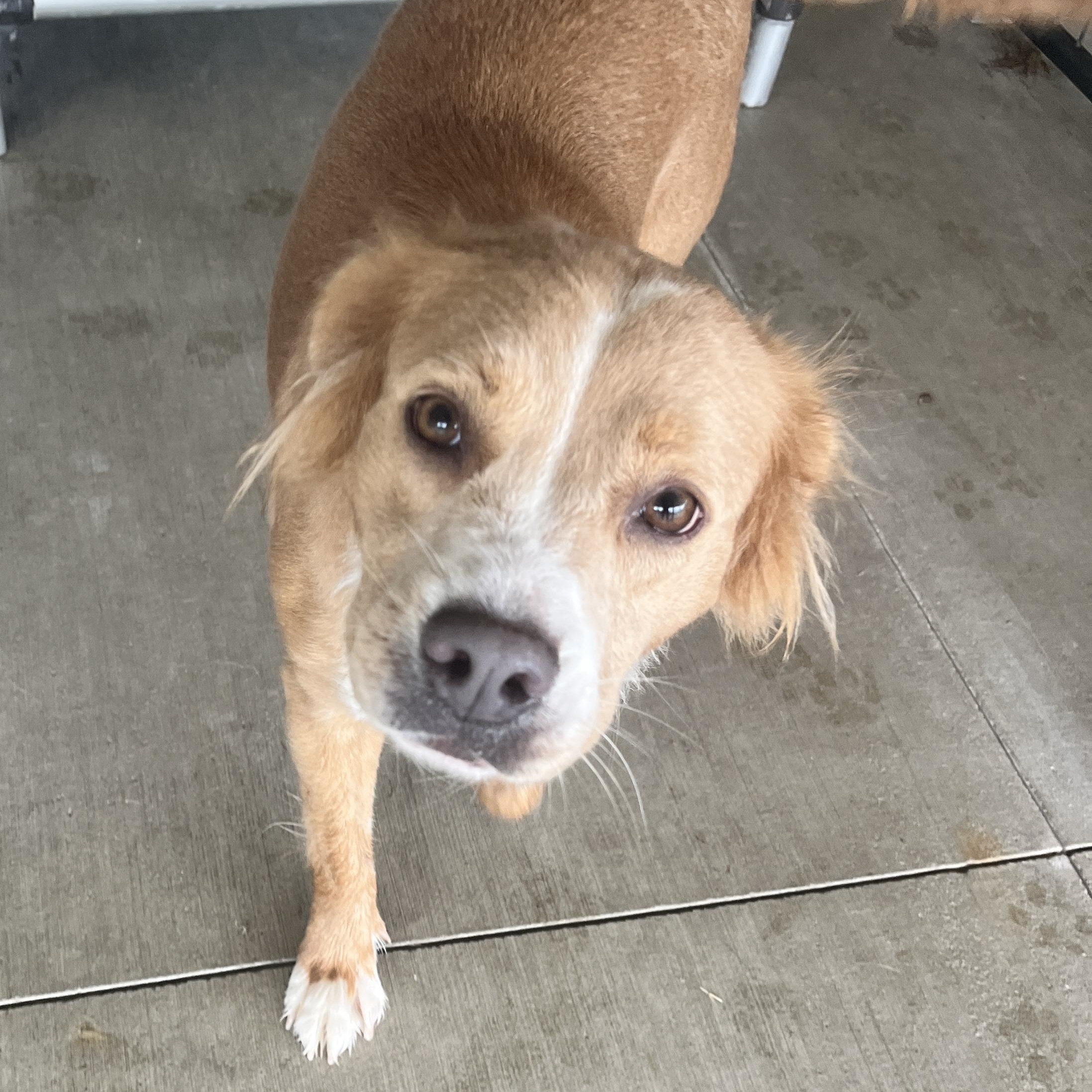 Lizzie, an adopted mixed breed in Monroe, OH image 5/5