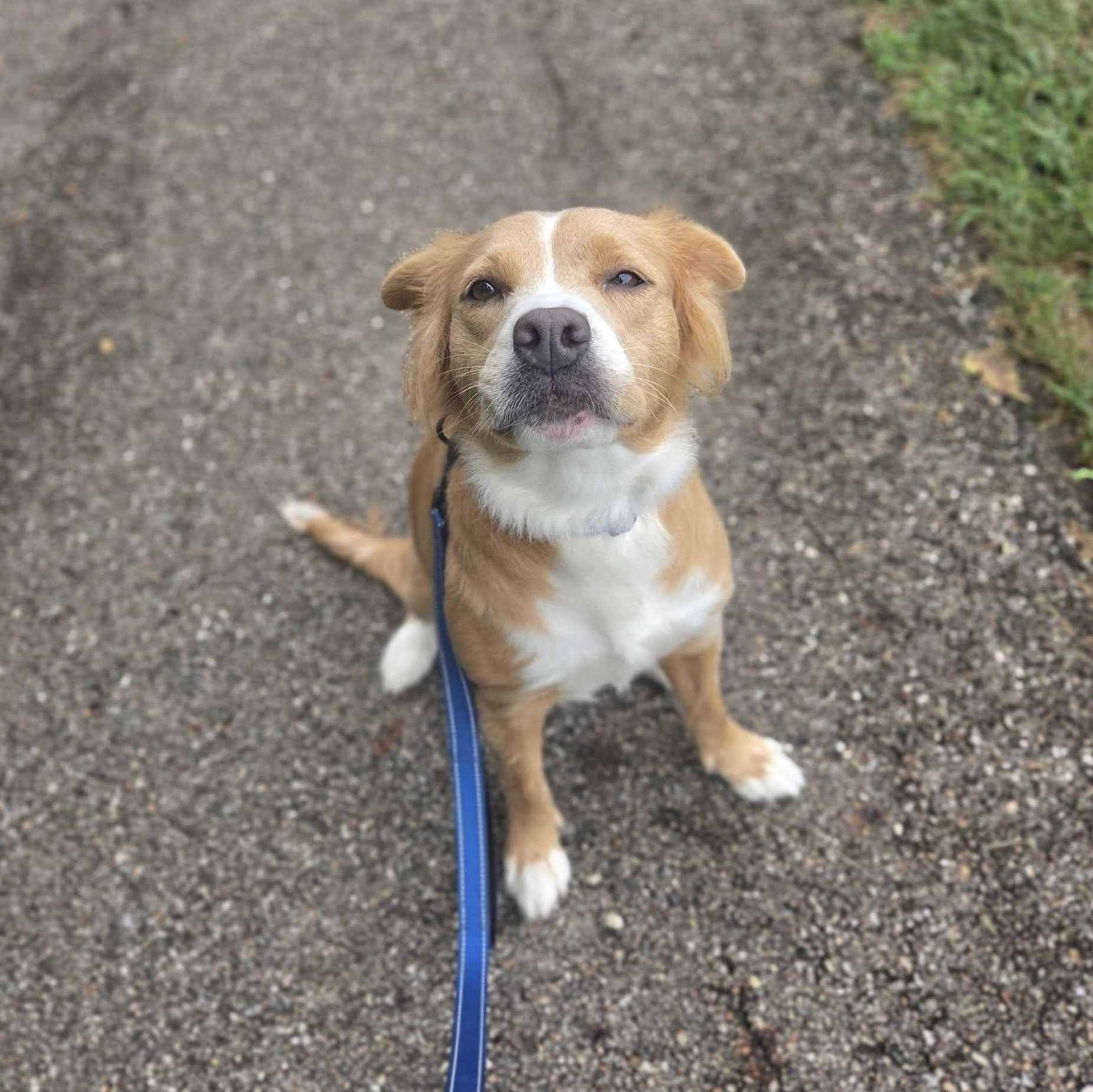 Lizzie, adopted, Adult Female Australian Shepherd & Pit Bull Terrier.