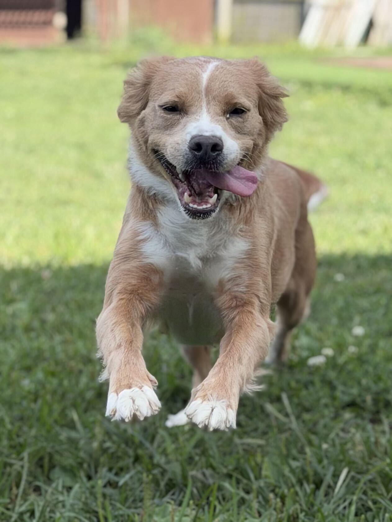 Lizzie, an adopted mixed breed in Monroe, OH image 3/5