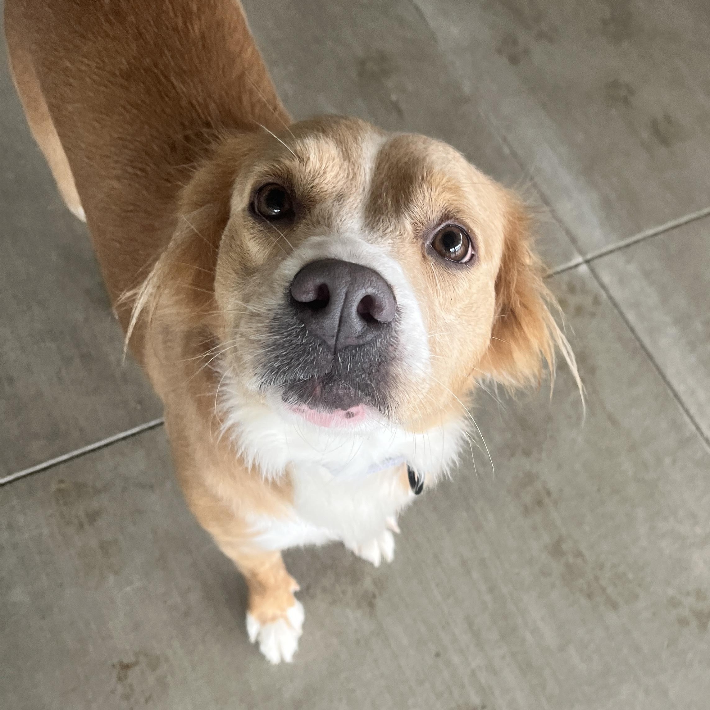 Lizzie, an adopted mixed breed in Monroe, OH image 4/5