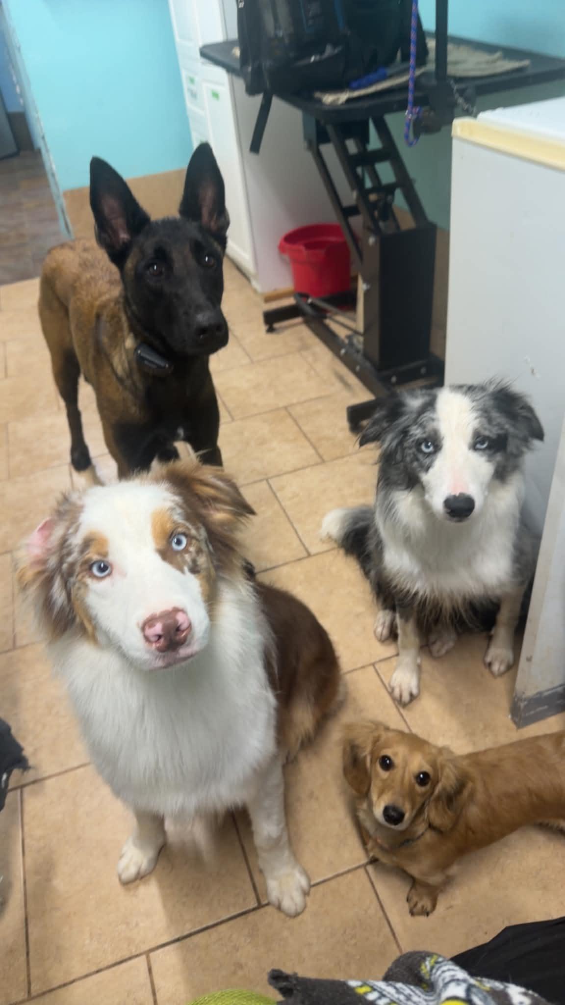 Canelo, an adopted Australian Shepherd in Olathe, KS image 5/6