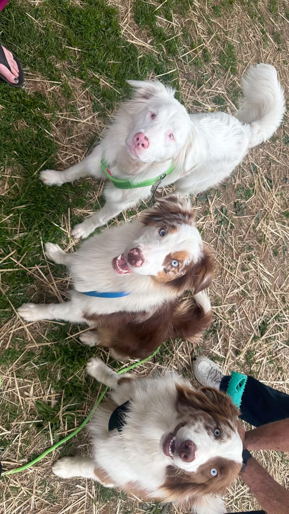 Canelo, adopted, Young Male Australian Shepherd.