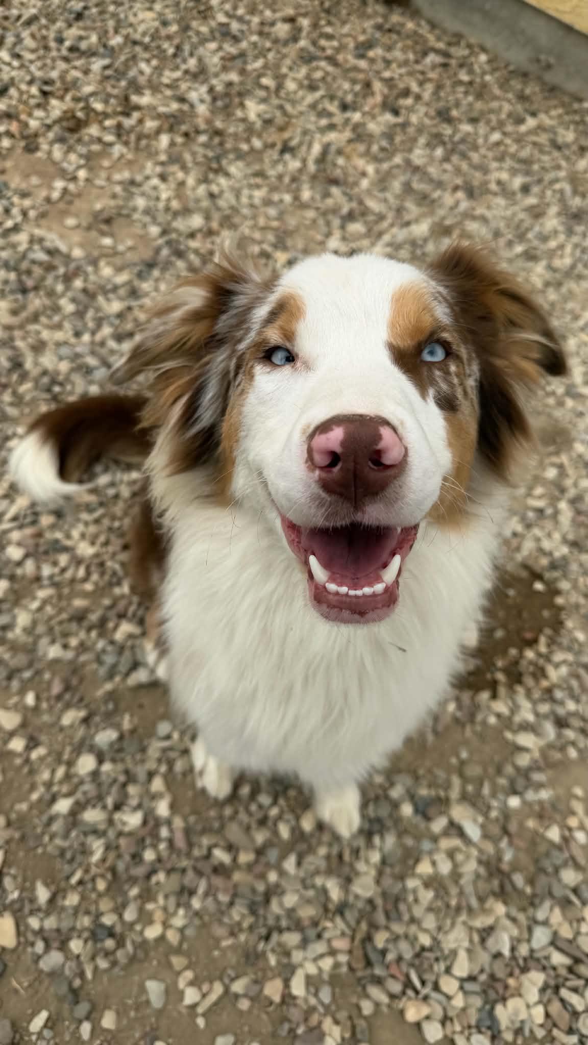 Canelo, an adopted Australian Shepherd in Olathe, KS image 2/6