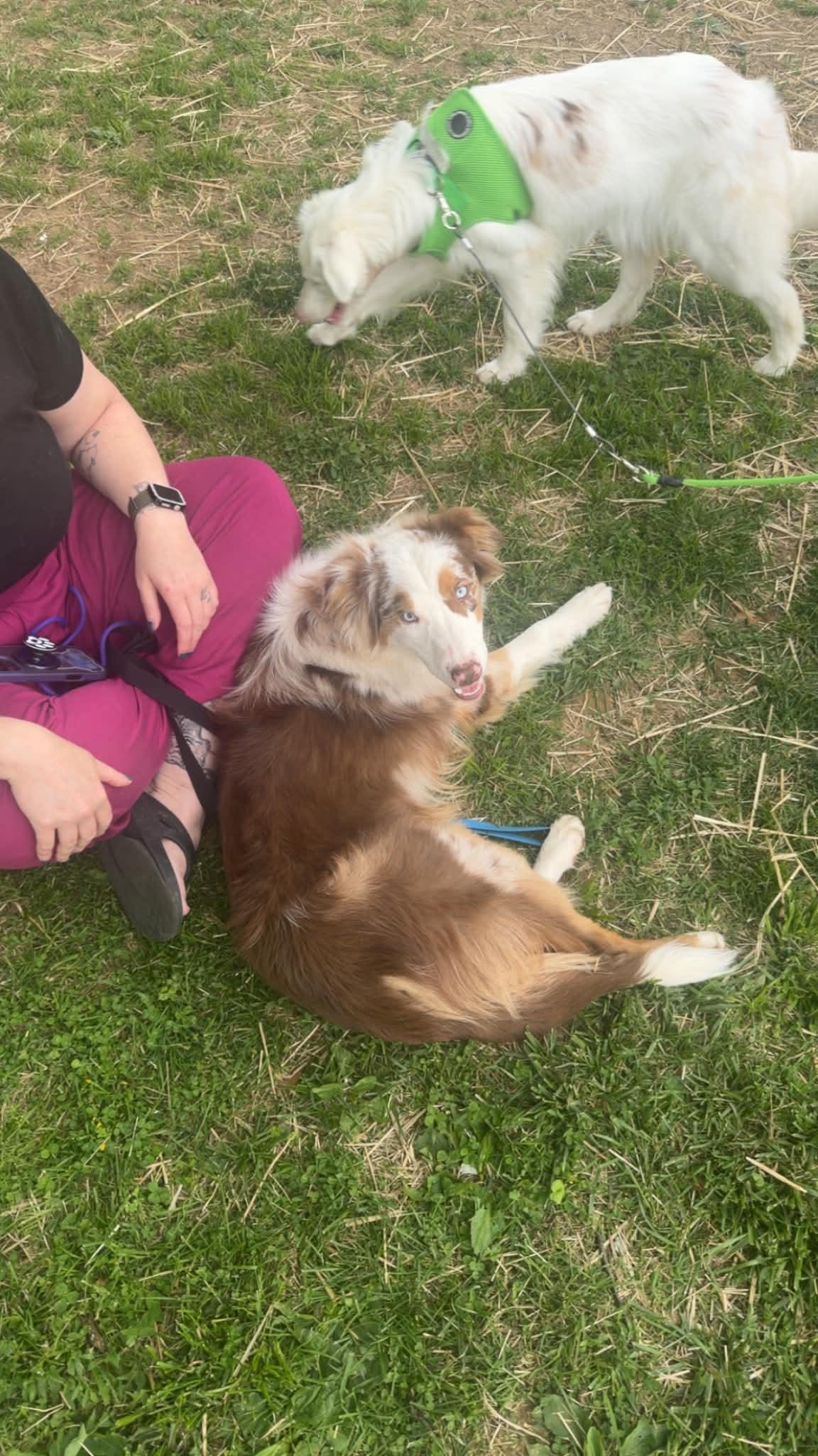 Canelo, an adopted Australian Shepherd in Olathe, KS image 6/6