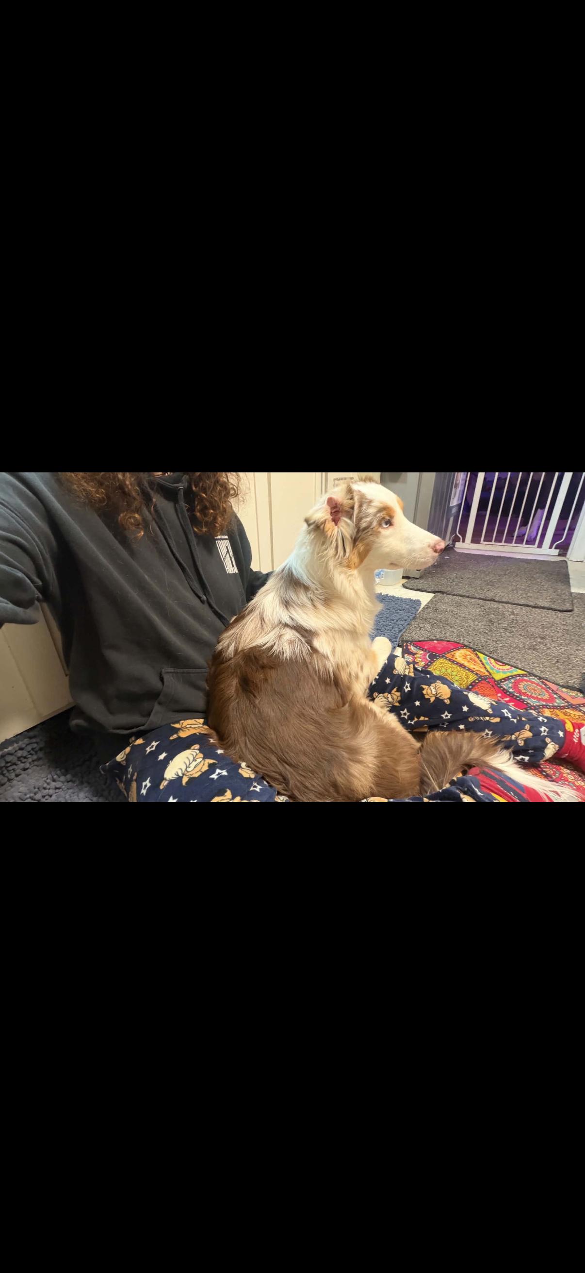 Canelo, an adopted Australian Shepherd in Olathe, KS image 3/6