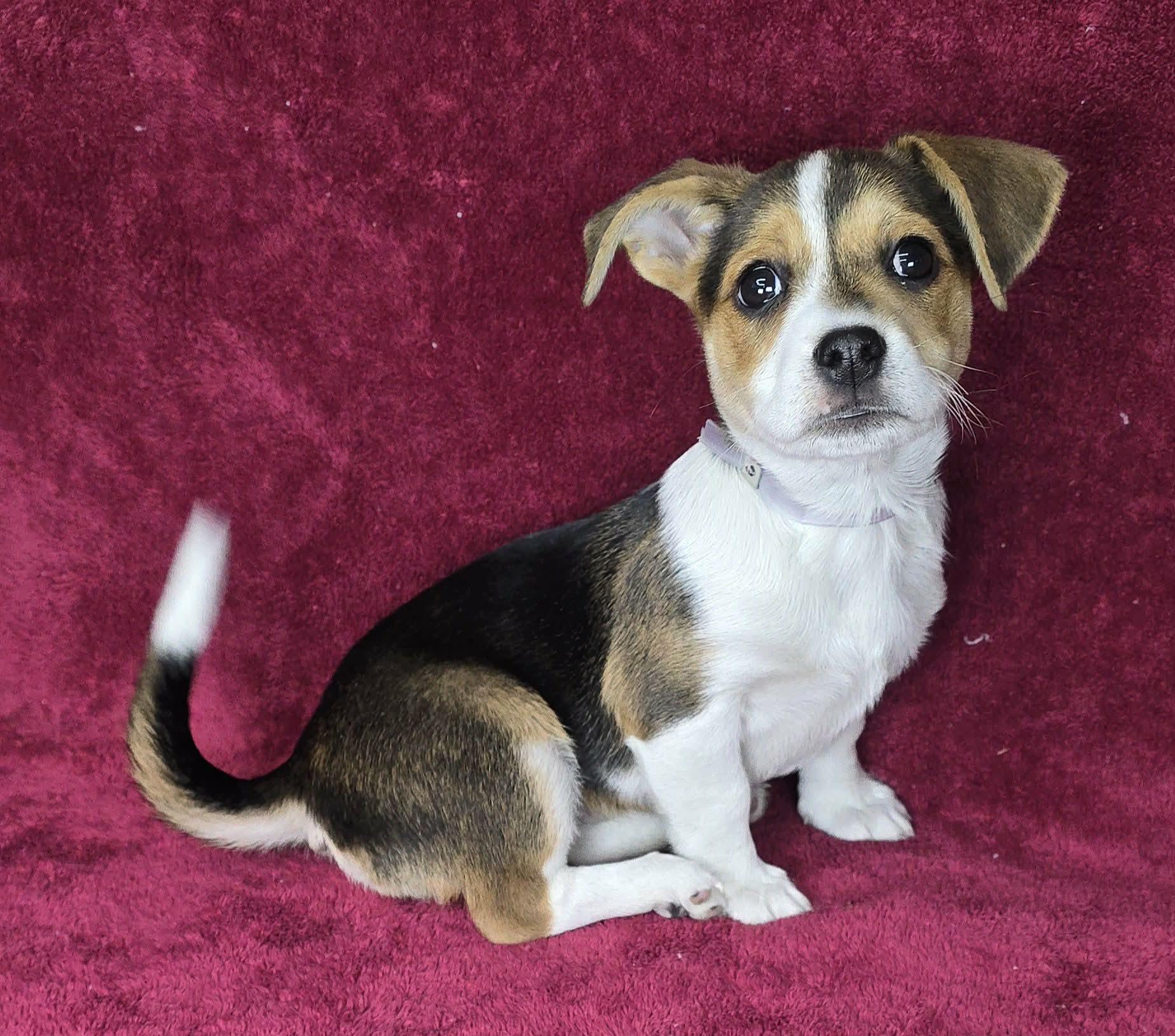 Cordelia thumbnail 2