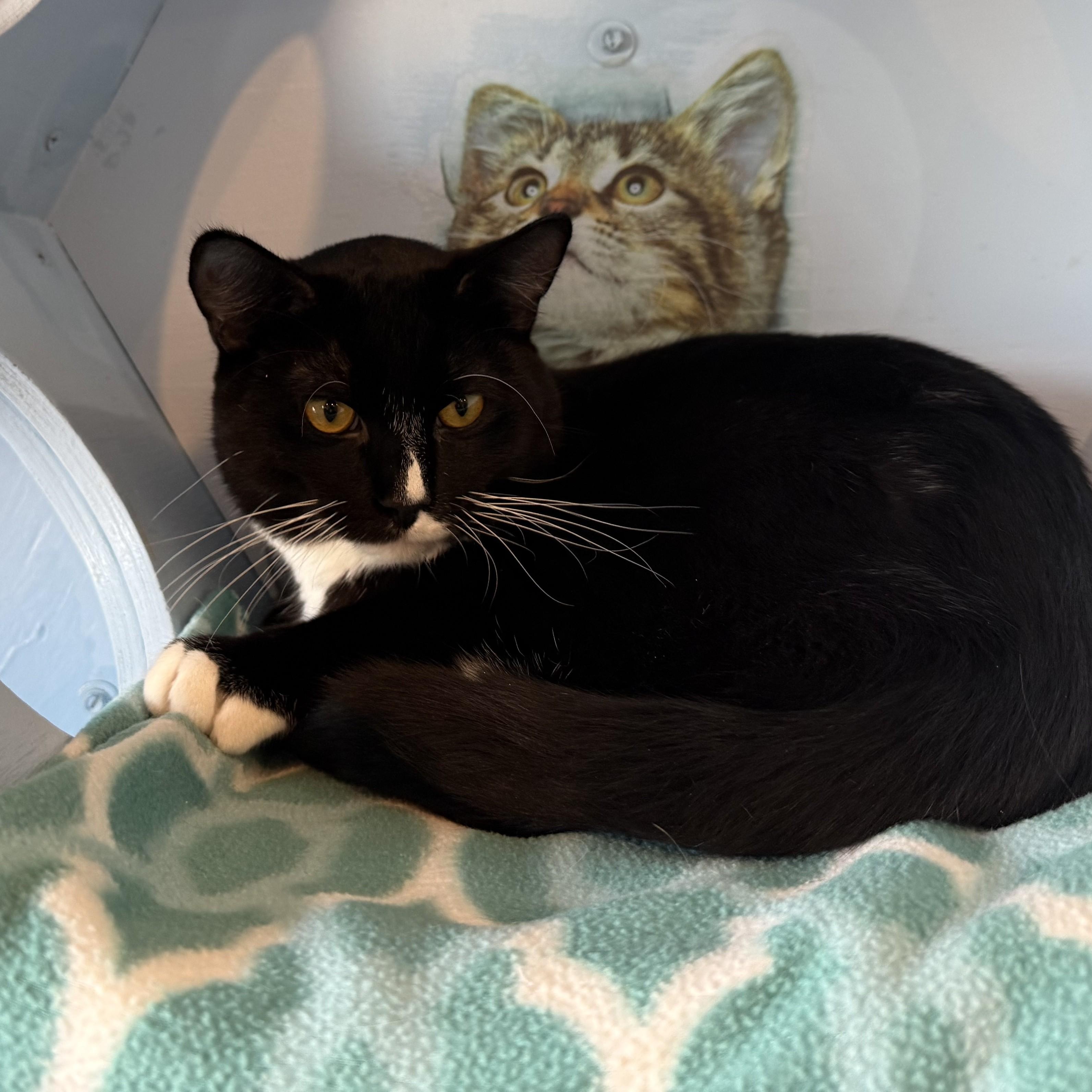 Enlarge BamBam, a ADOPTABLE Domestic Short Hair in La Crescent, MN image 6/6