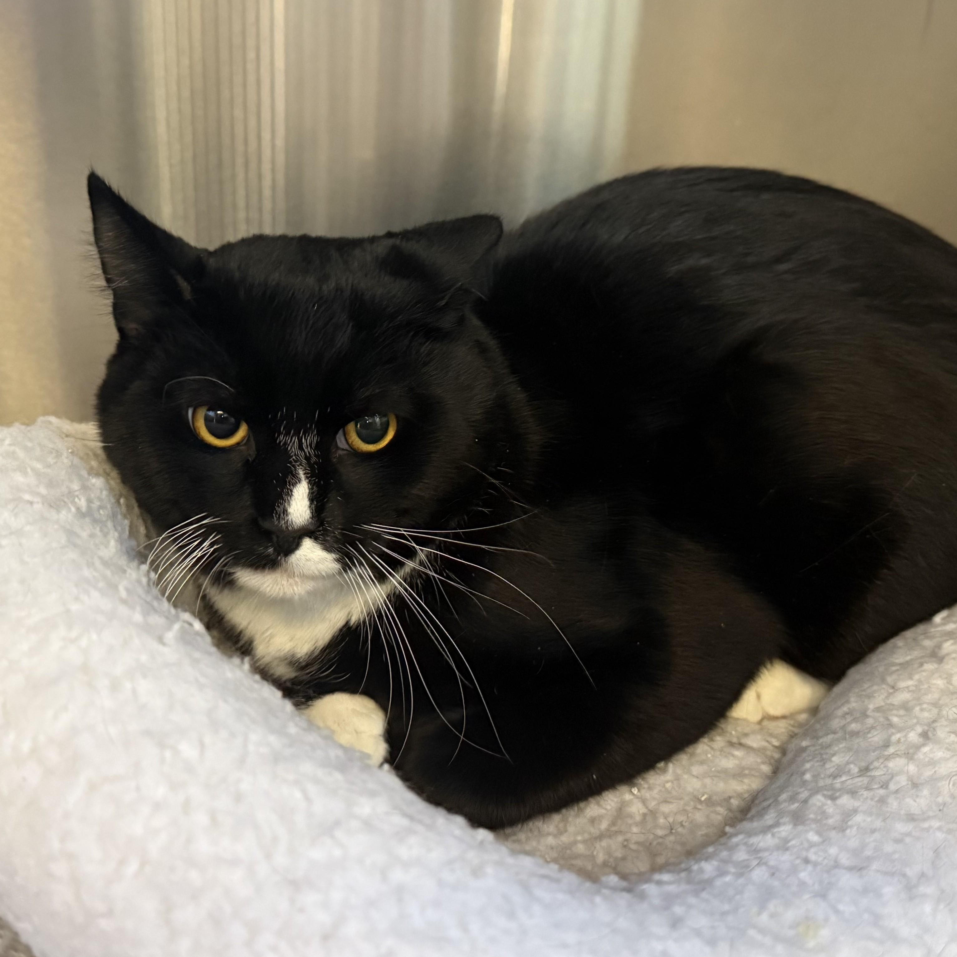 Enlarge BamBam, a ADOPTABLE Domestic Short Hair in La Crescent, MN image 4/6