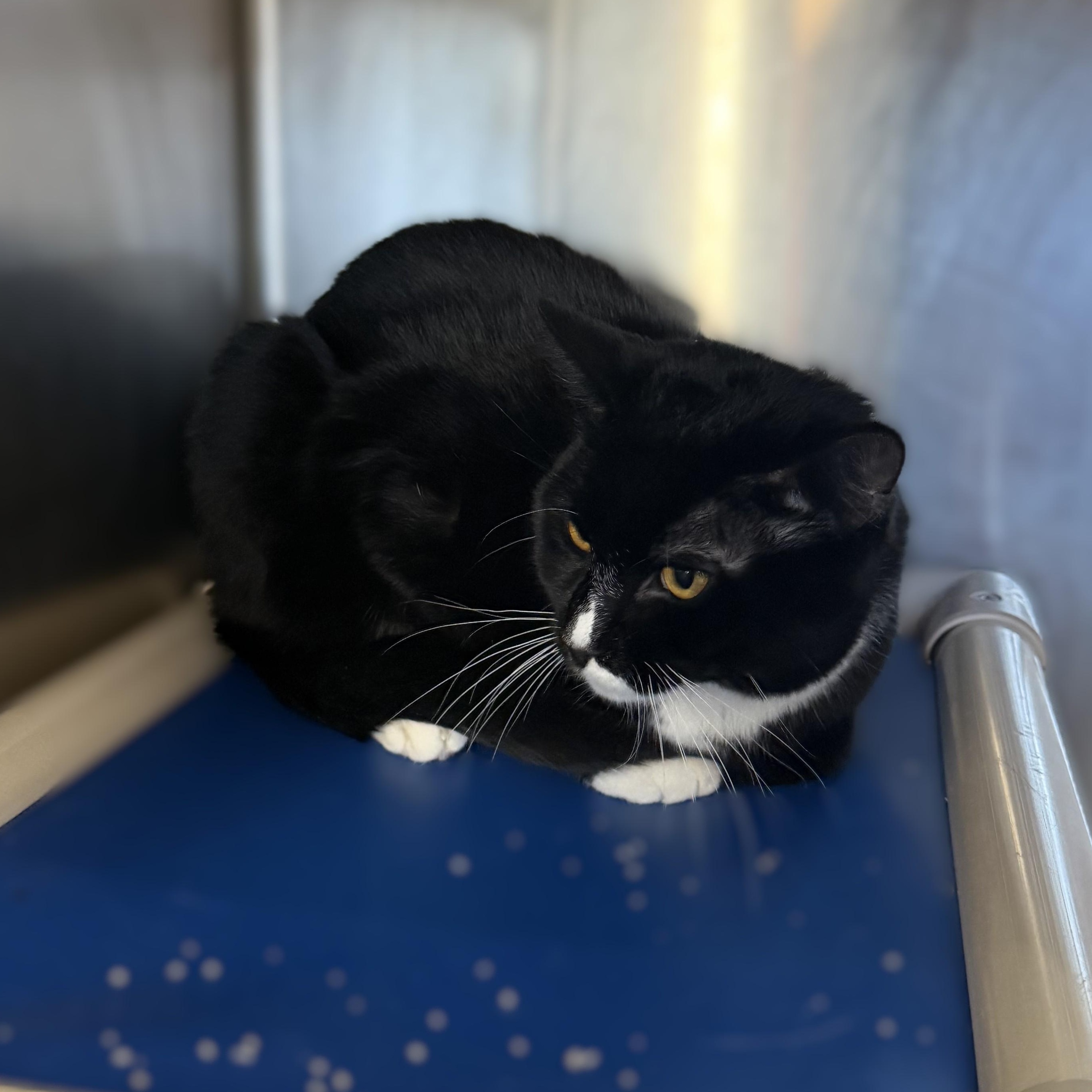 Enlarge BamBam, a ADOPTABLE Domestic Short Hair in La Crescent, MN image 5/6