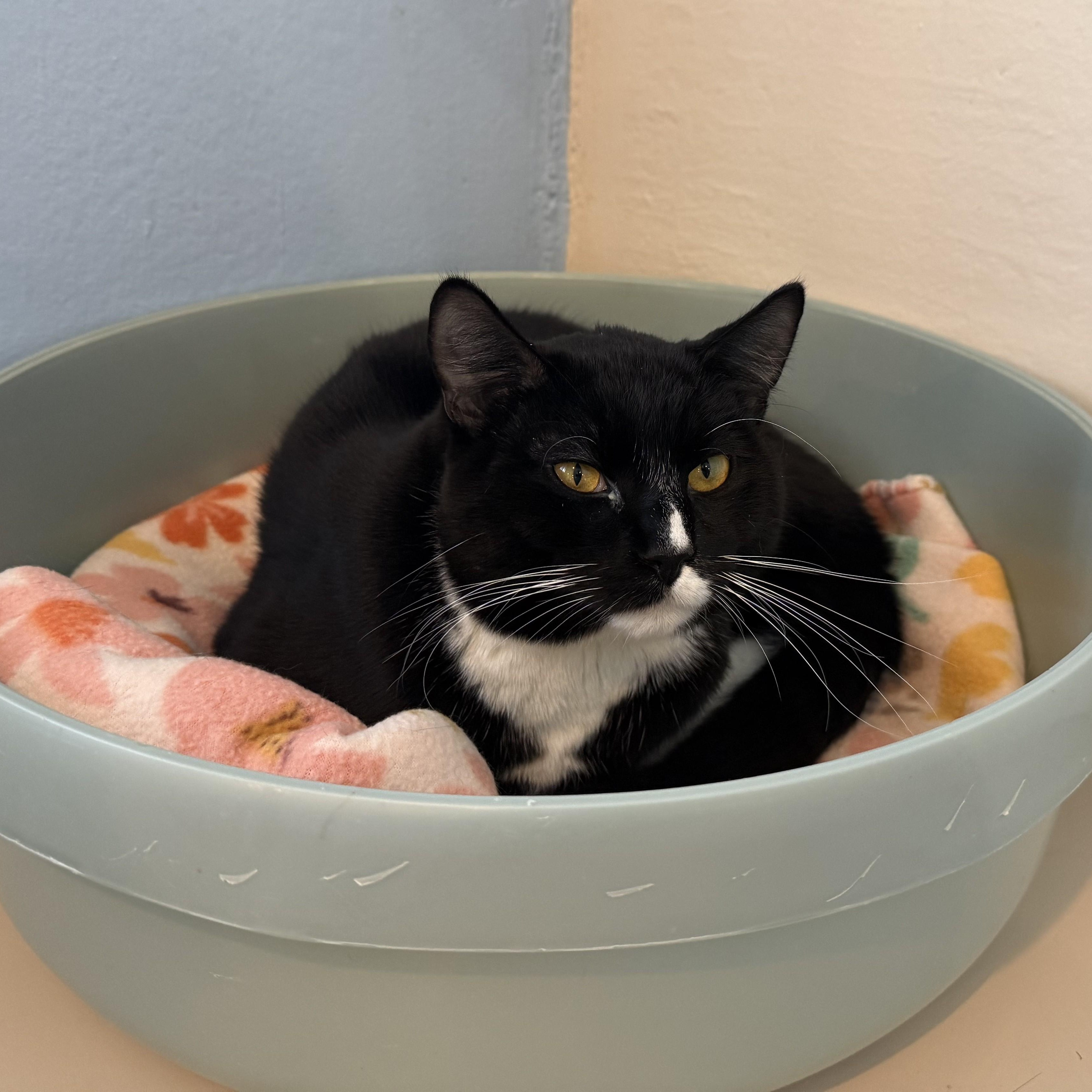 Enlarge BamBam, a ADOPTABLE Domestic Short Hair in La Crescent, MN image 2/5