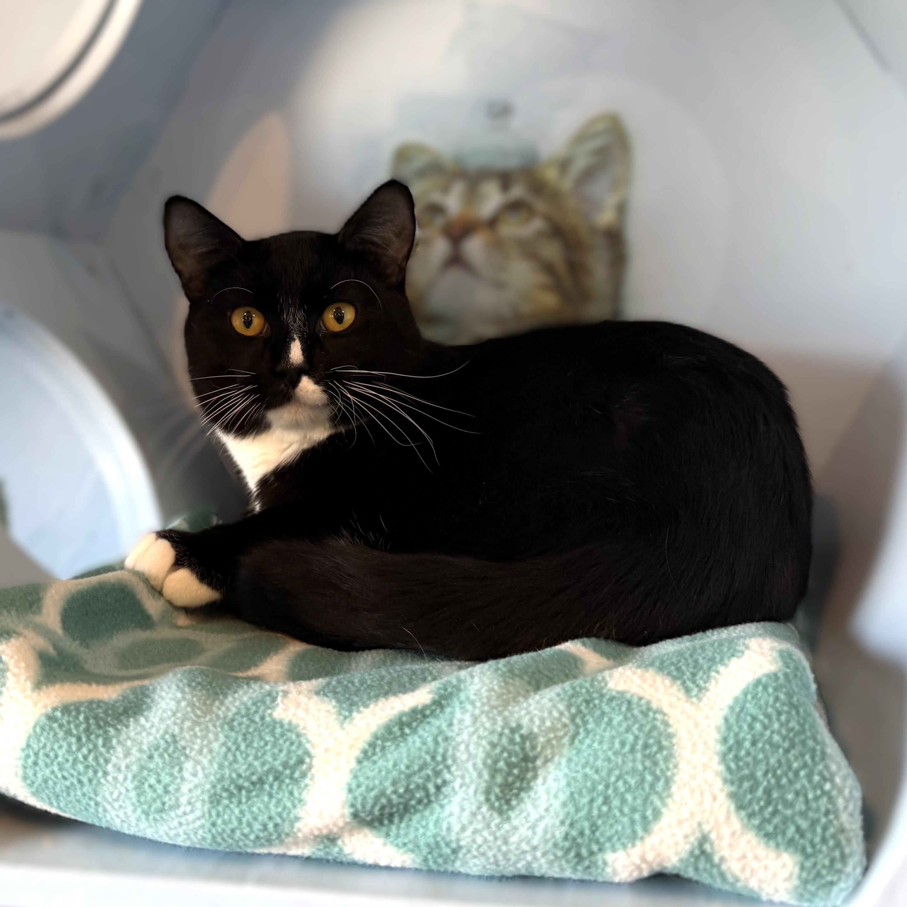 Enlarge BamBam, a ADOPTABLE Domestic Short Hair in La Crescent, MN image 1/6